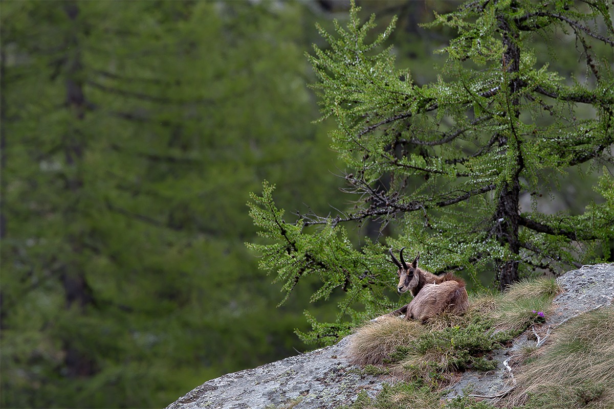 The rest of the Chamois