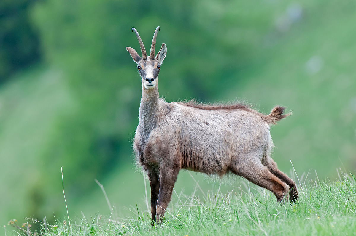Chamois