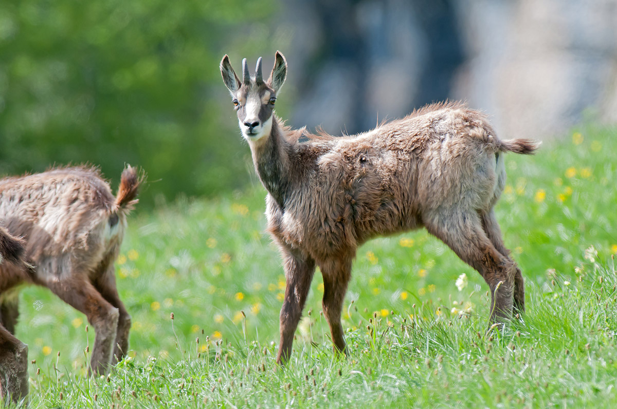 Chamois