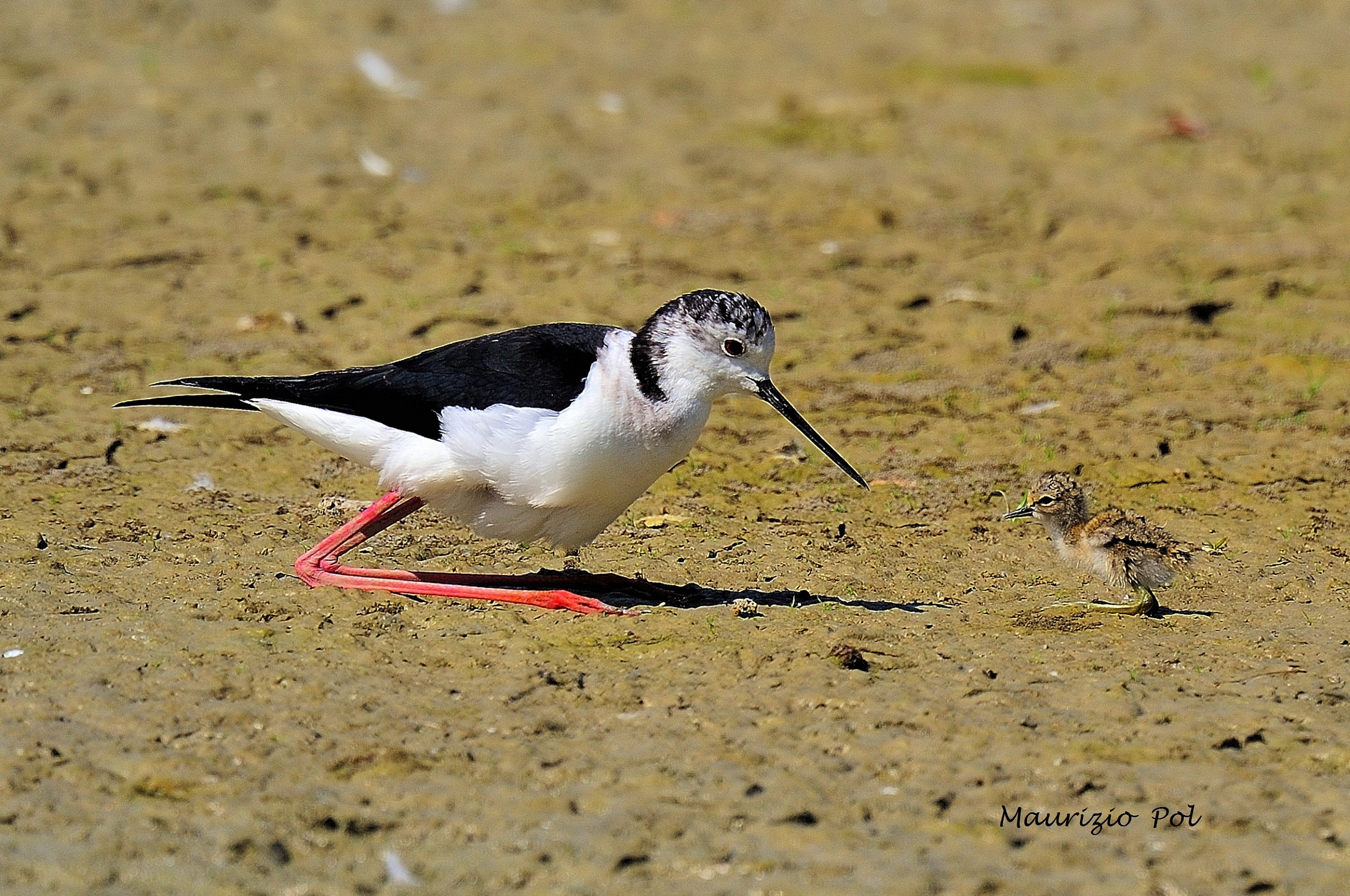 Primi passi con la mamma