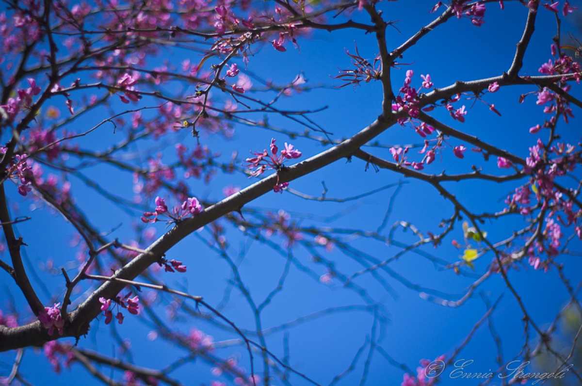 white daisies and purple