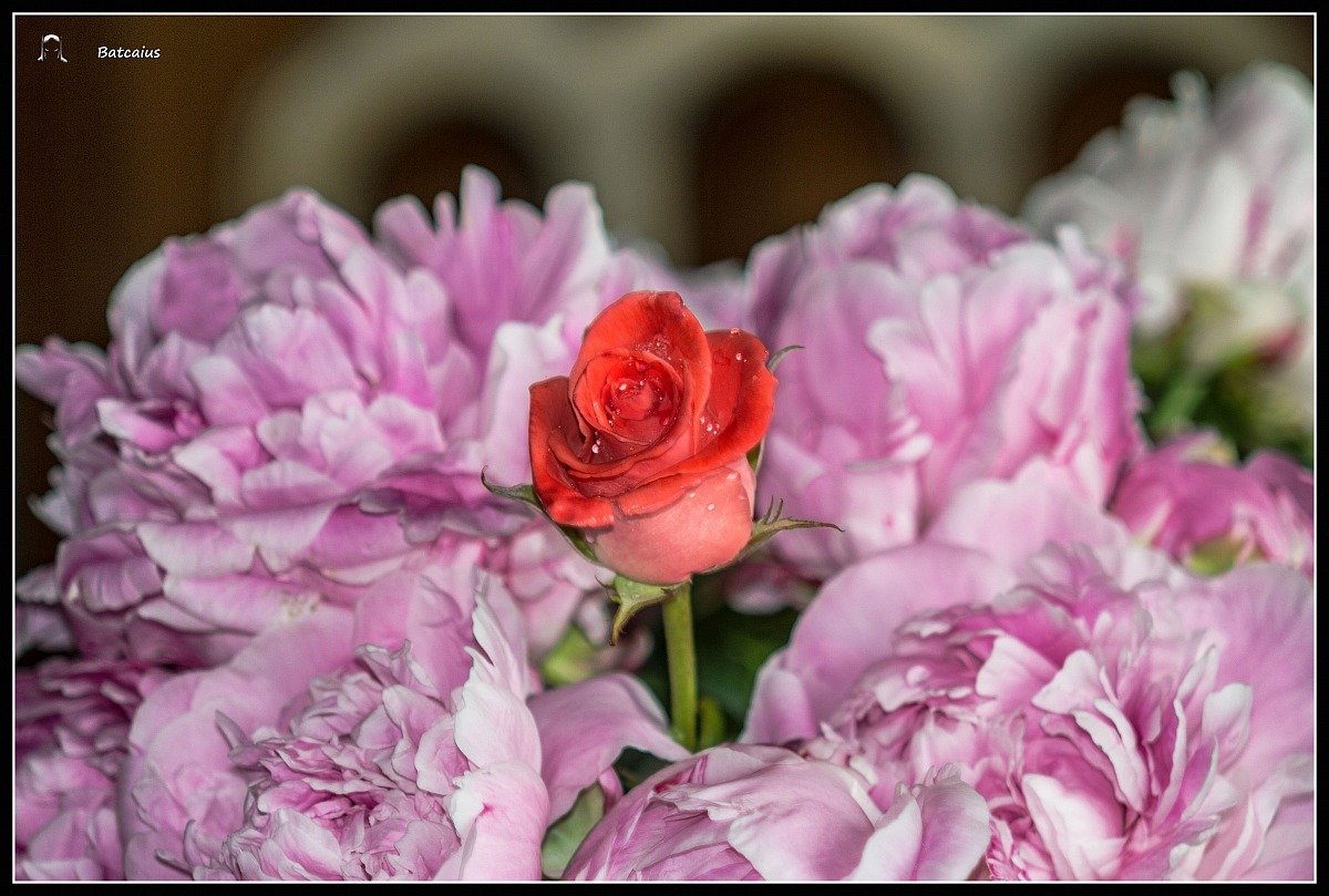 The queen of flowers ...