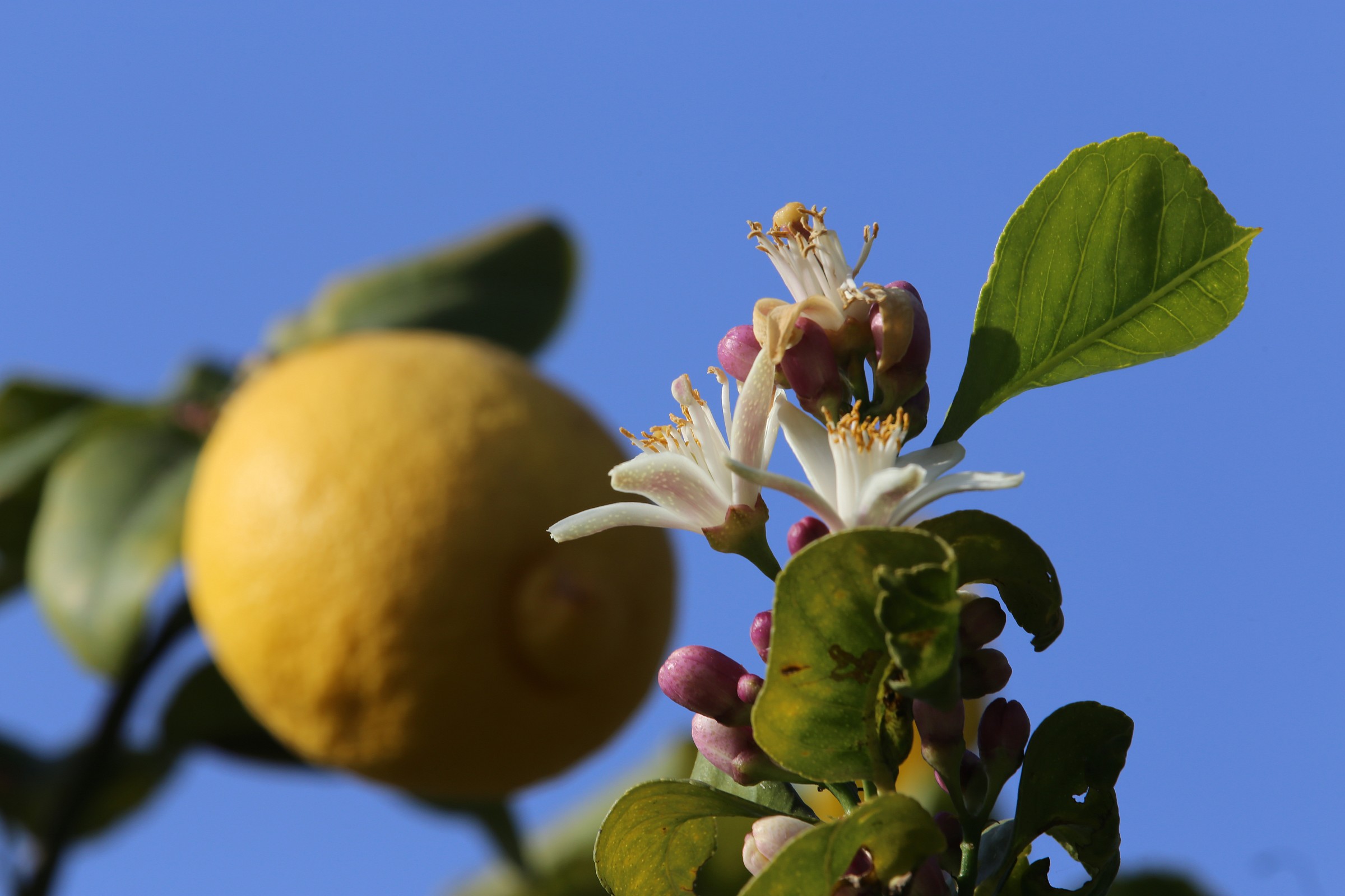 flowers and fruit of the lemon