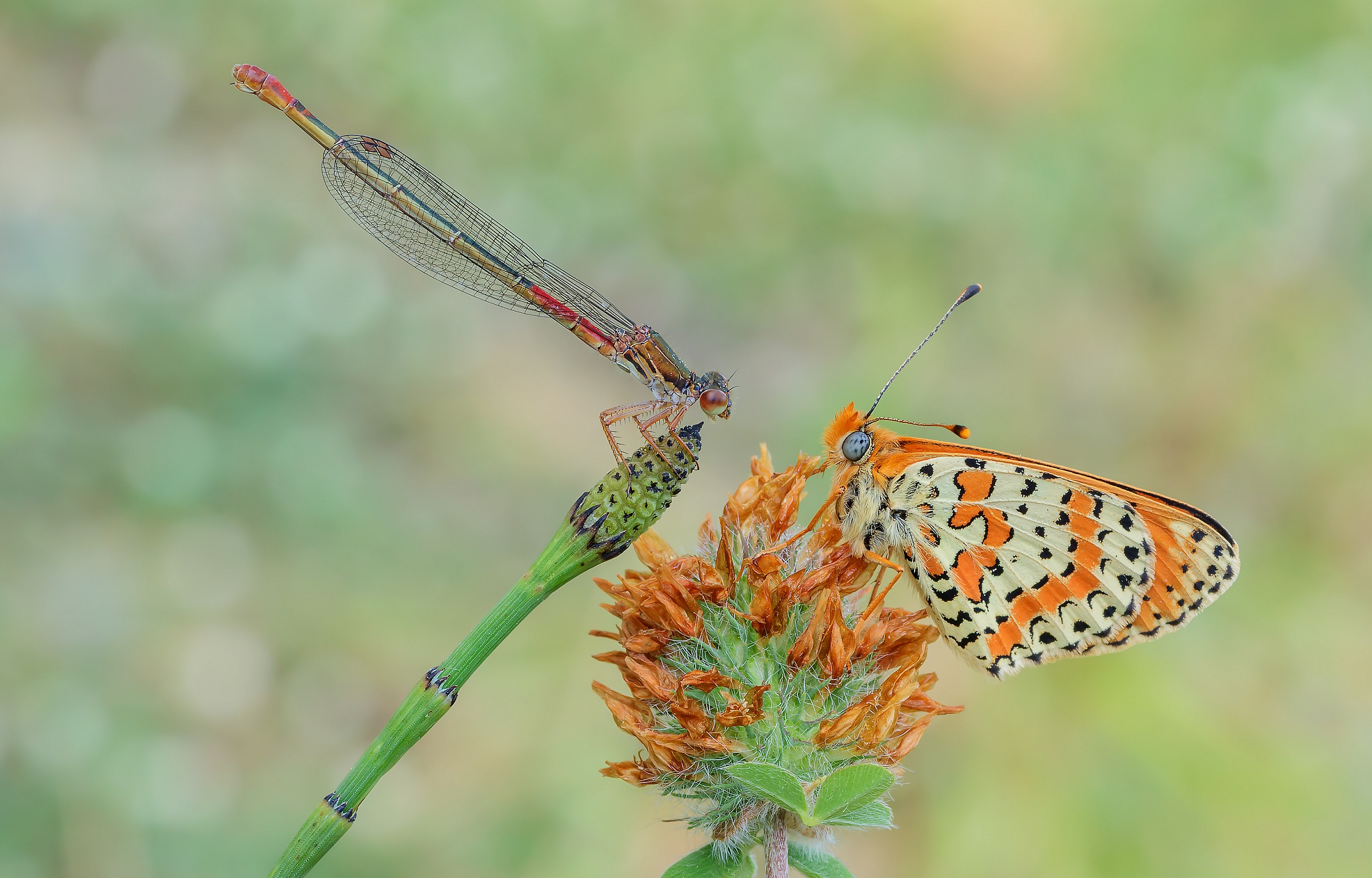 Ceriagron Tenellum femm. Vs Melitaea Dydima...