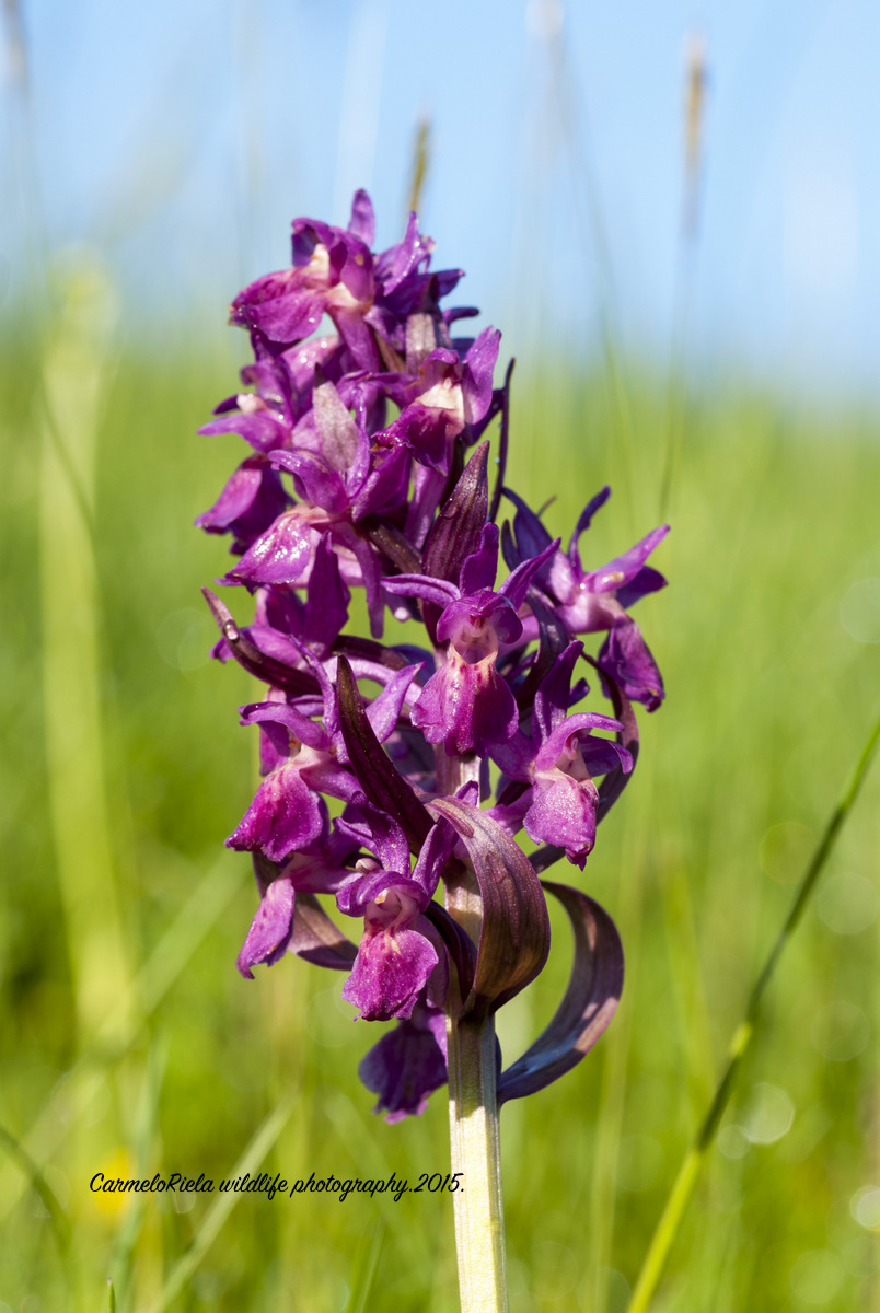 Dactylorhiza sambucina.