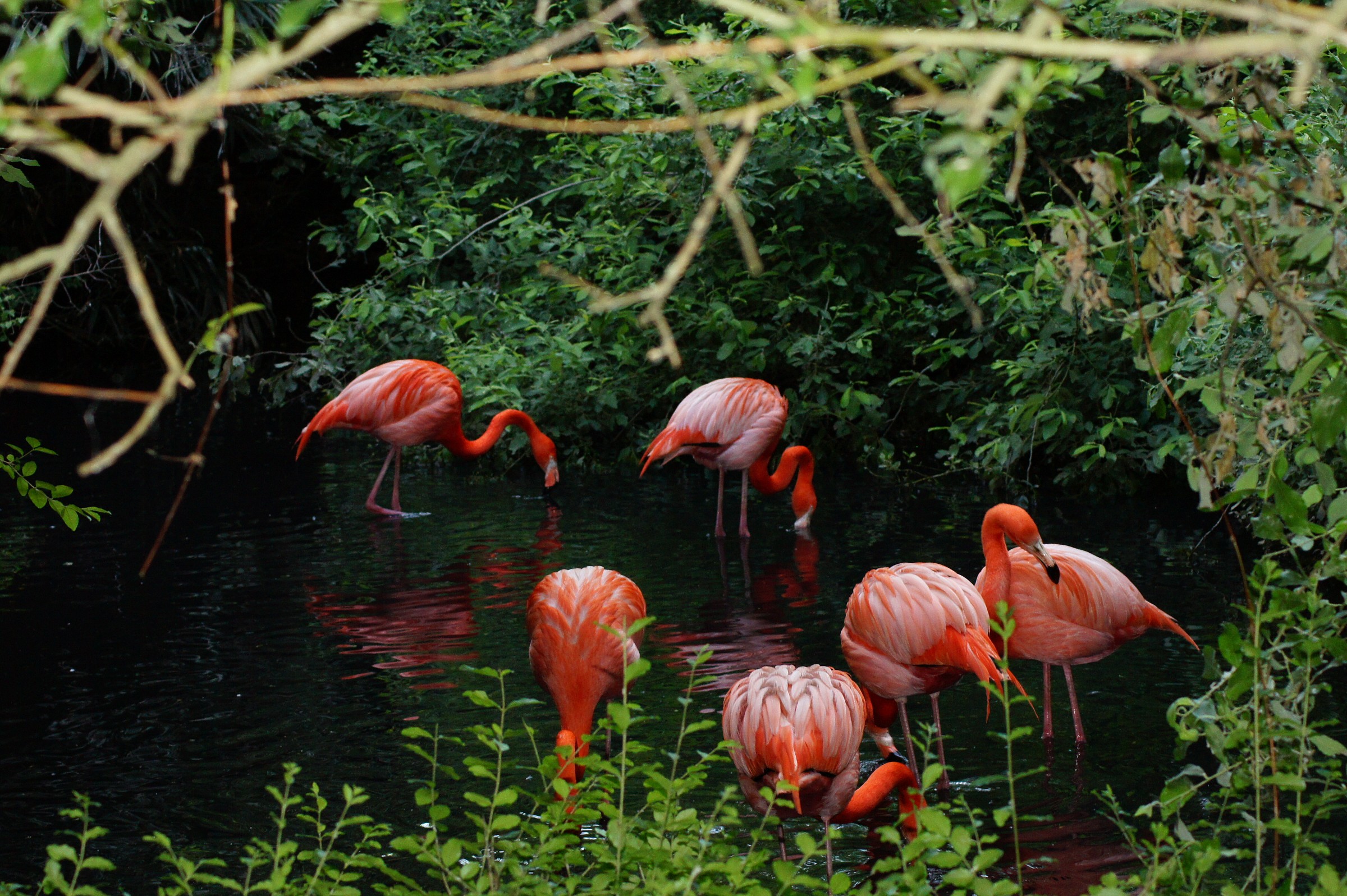 Flamingos 1