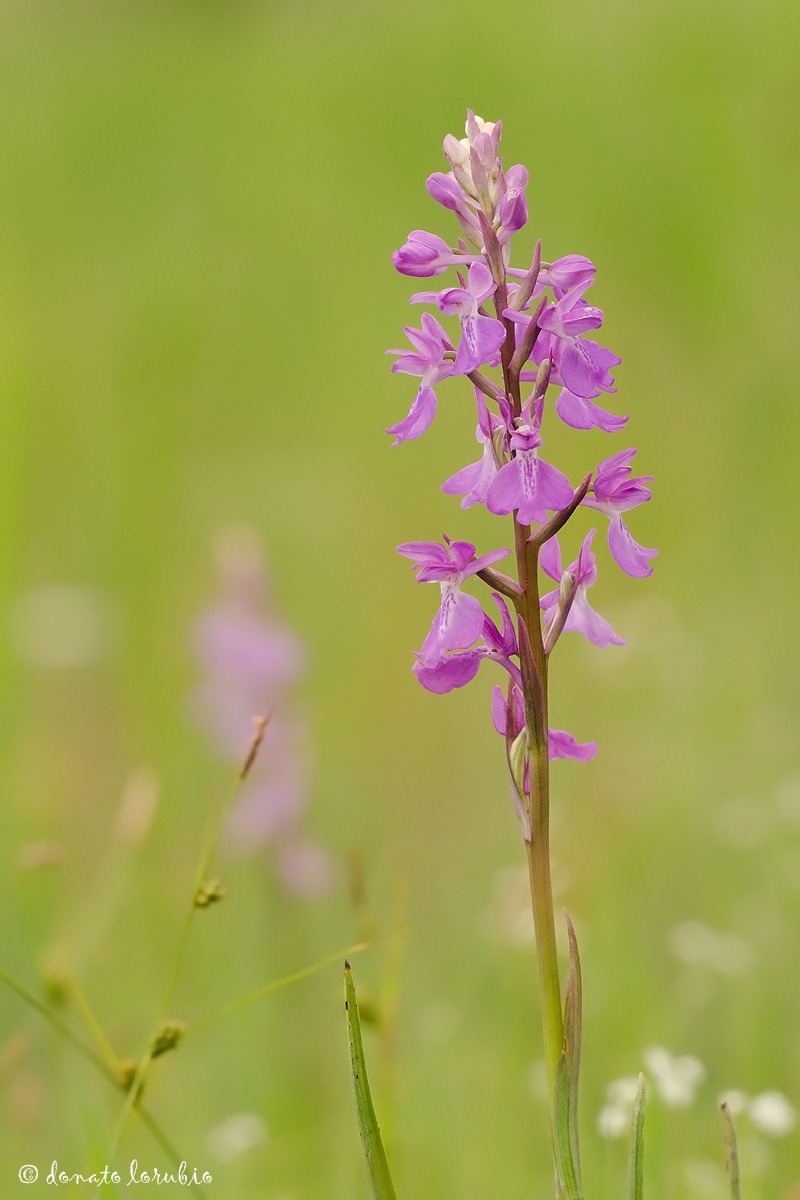 Anacamptis palustris