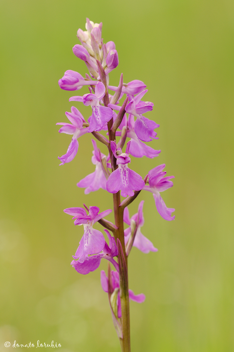 Anacamptis palustris