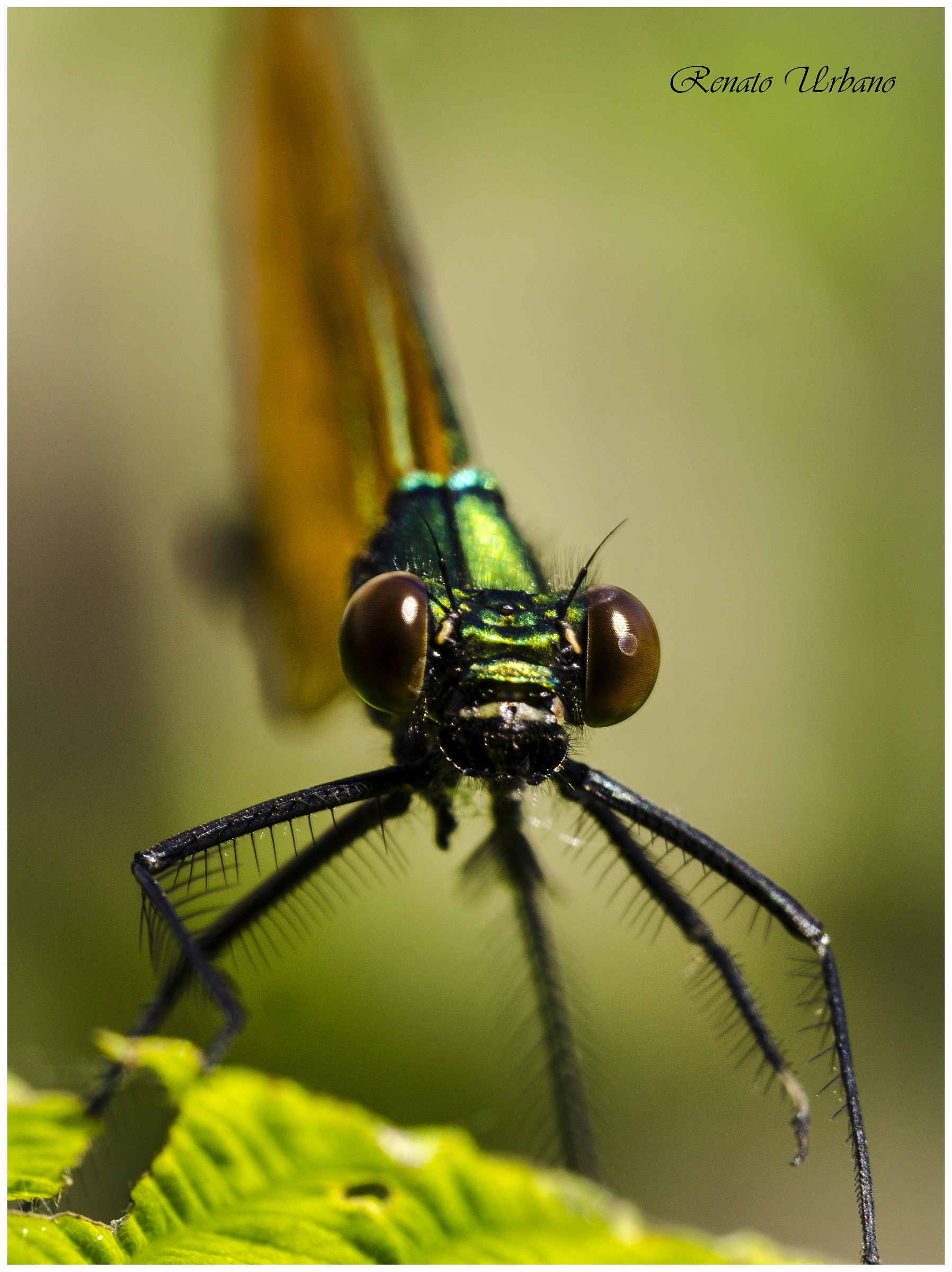 Portrait of dragonfly