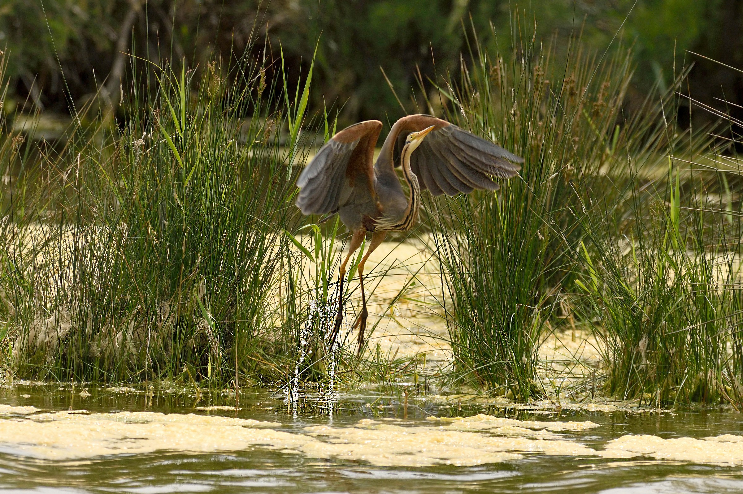 Purple Heron in vertical takeoff