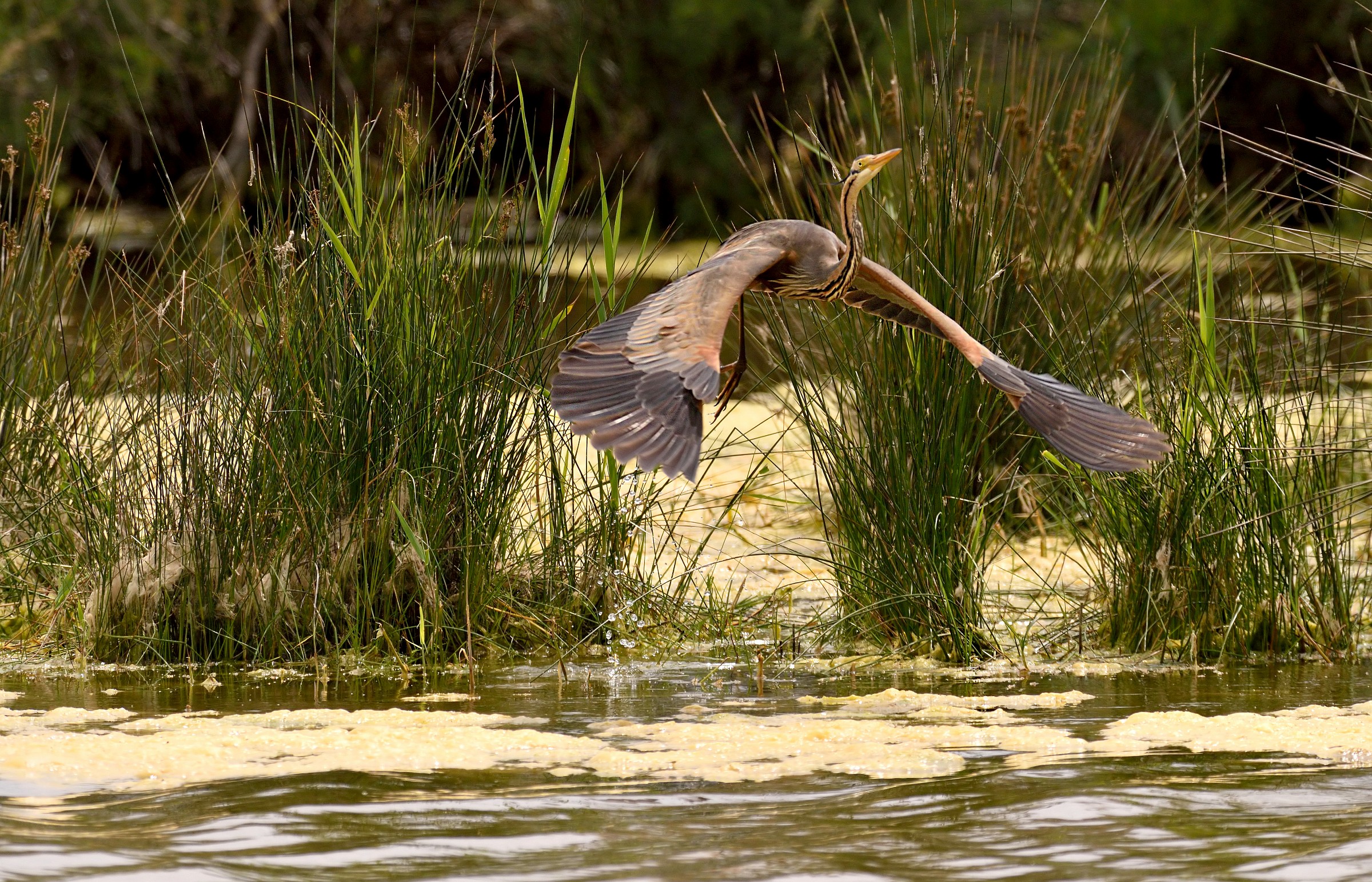 Purple Heron