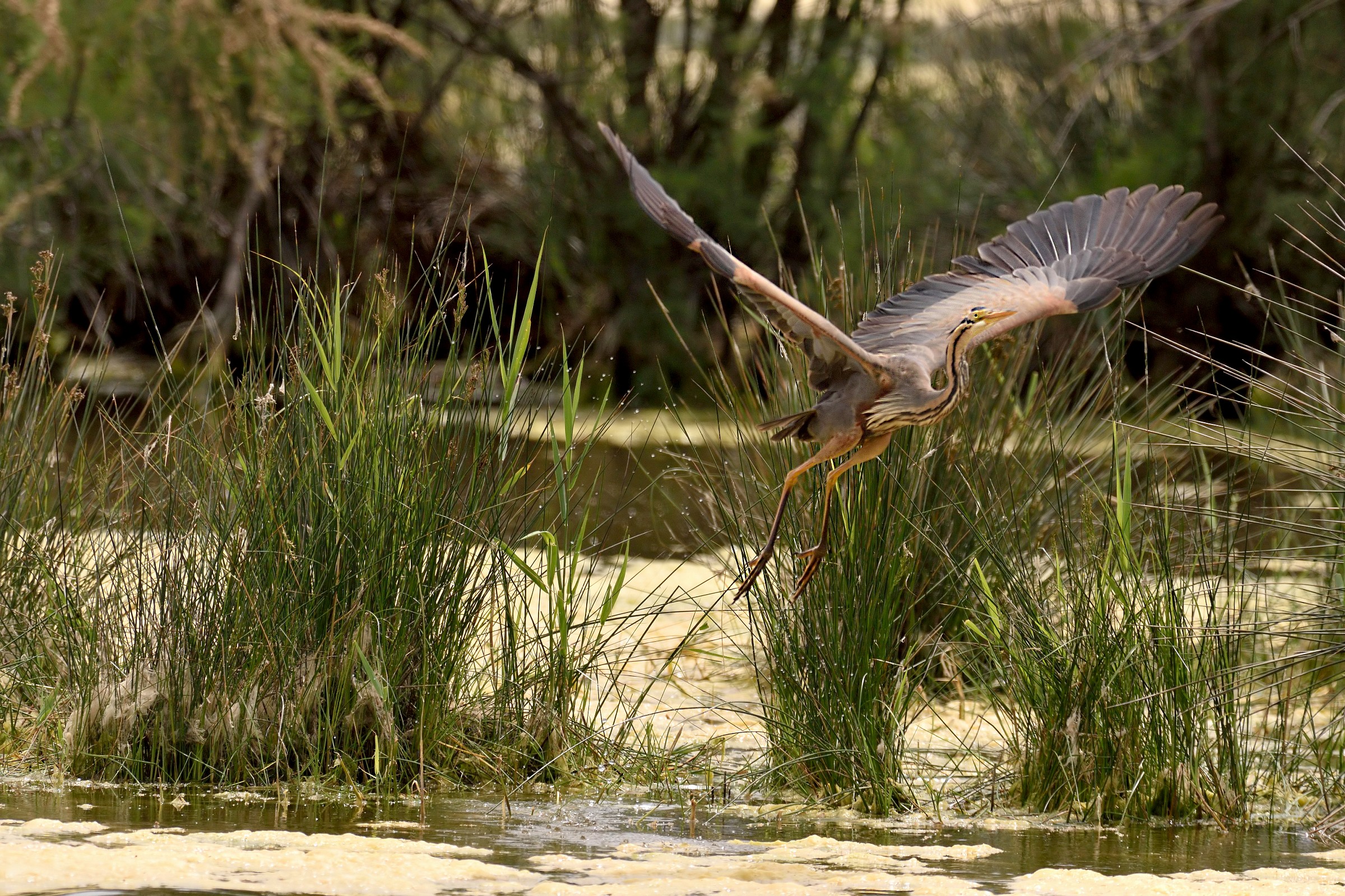 Purple Heron