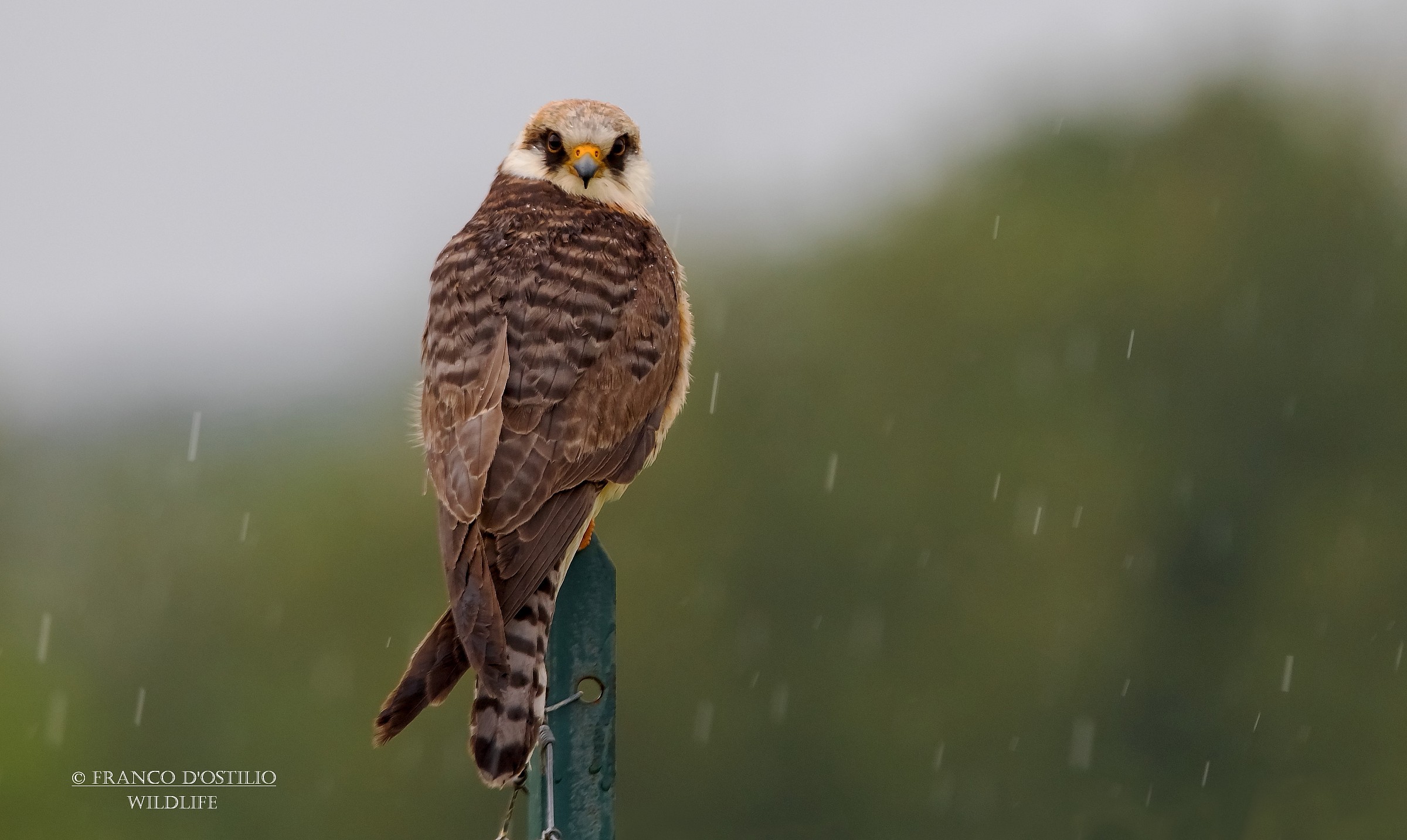 In the rain ..... footed falcon young.