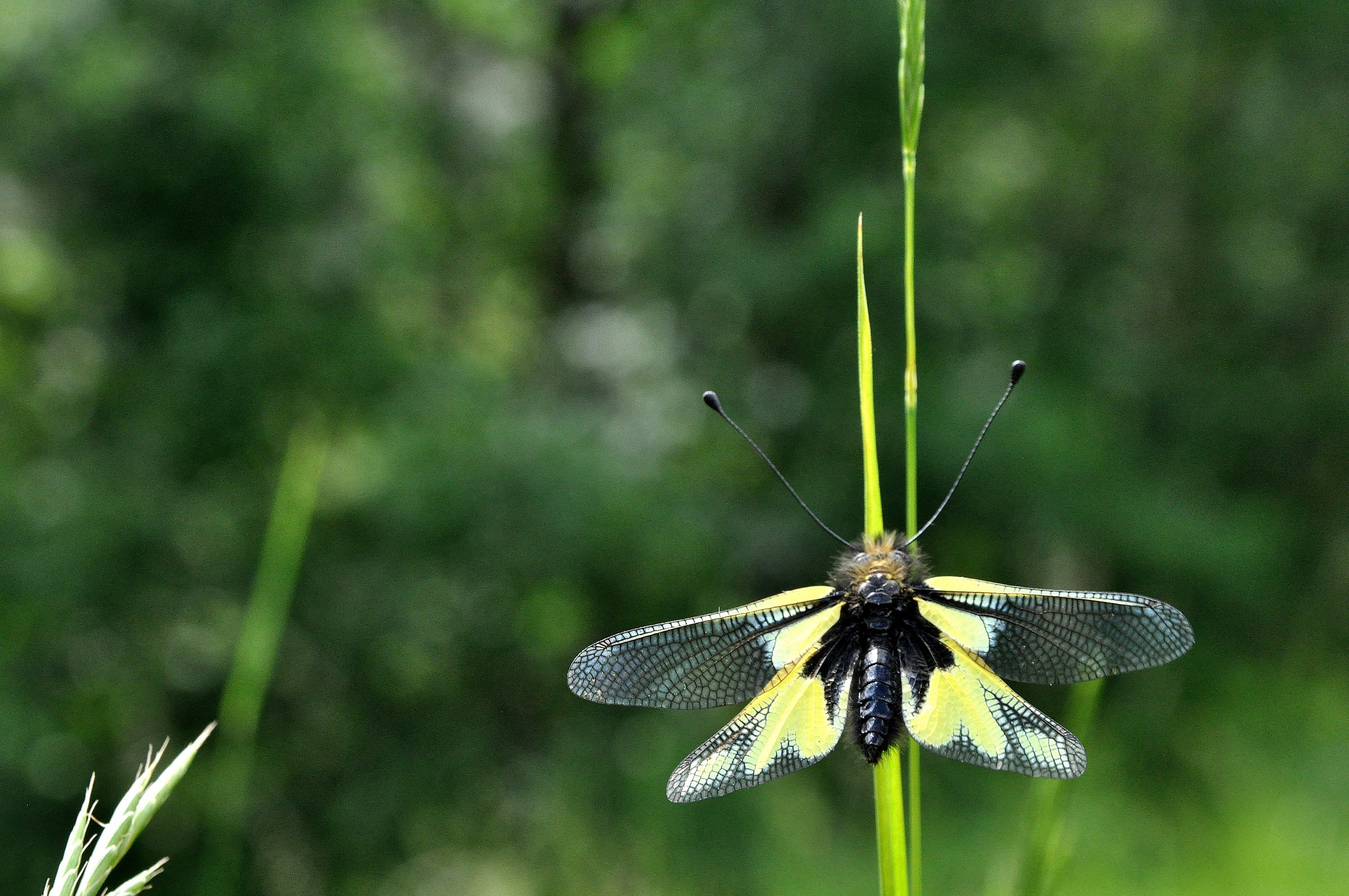 Libelloides coccajus