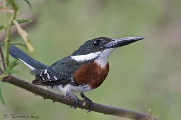 Chloroceryle americana