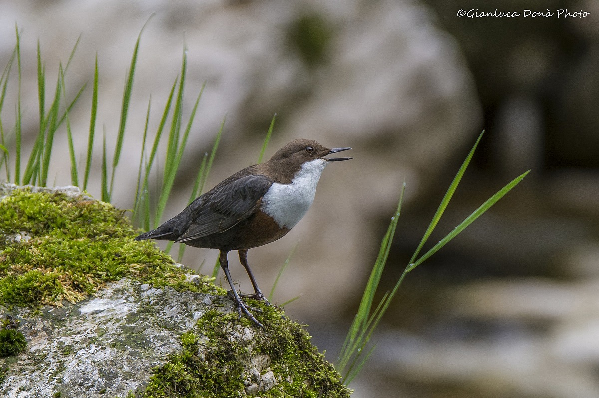 Cinclus cinclus L., 1758