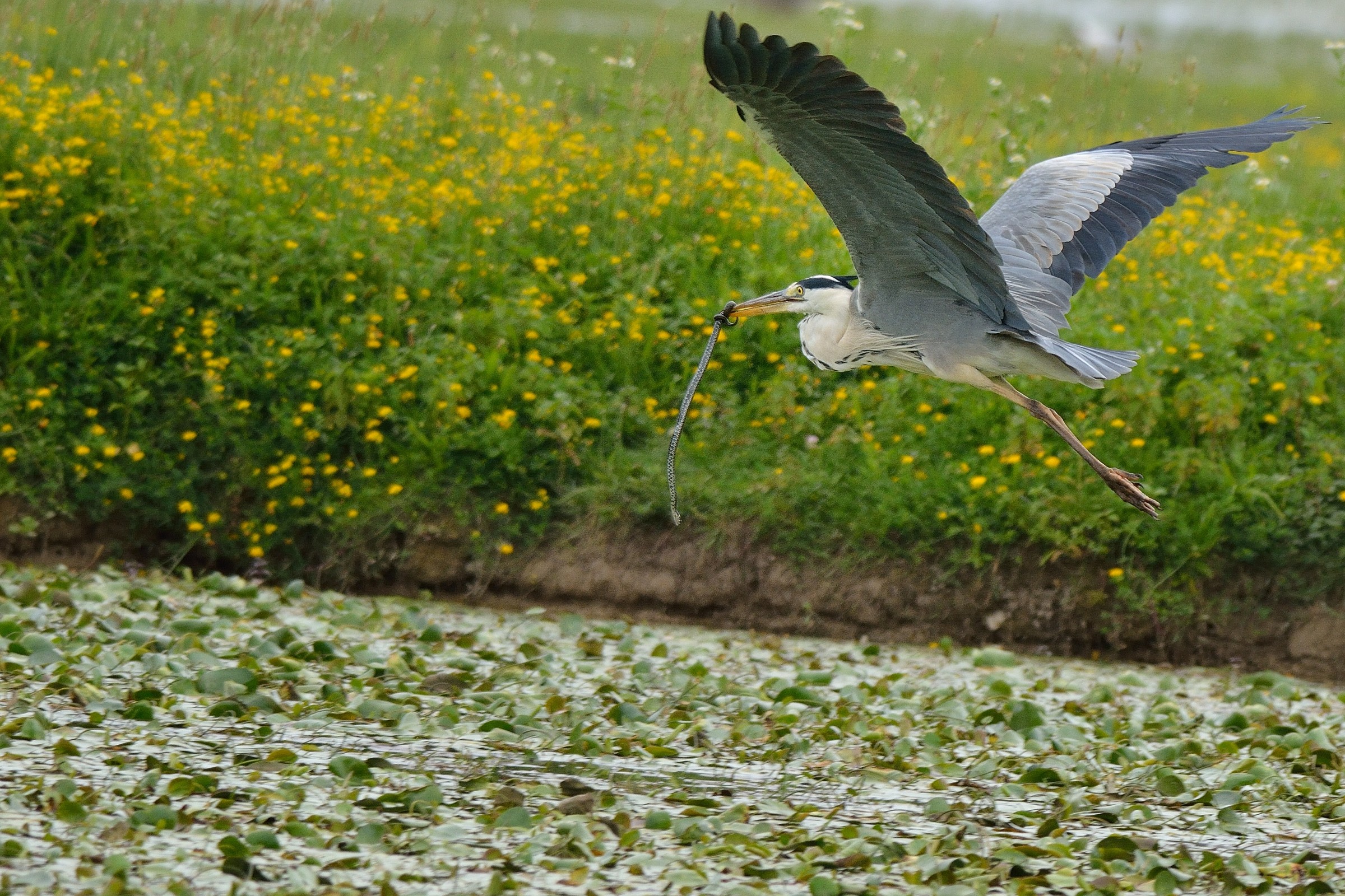 Heron with prey ..