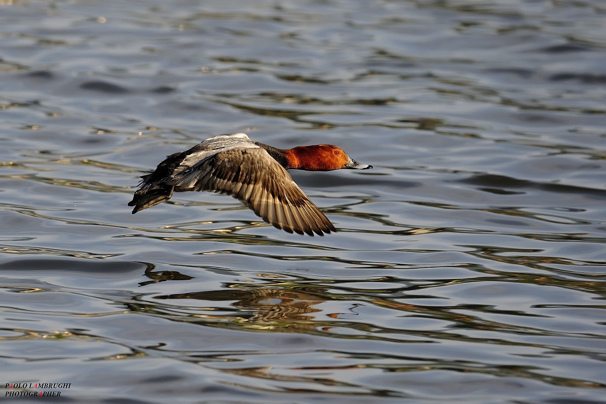 Pochard