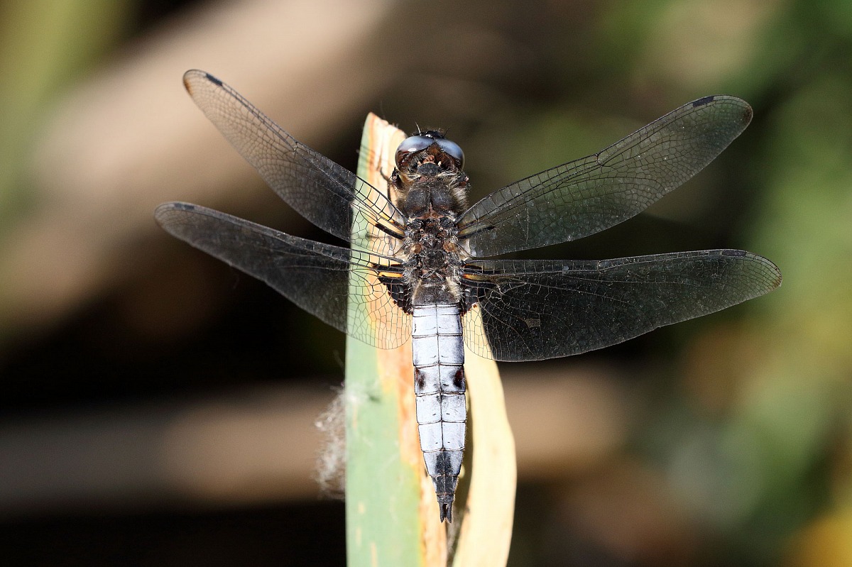 Libellula fulva