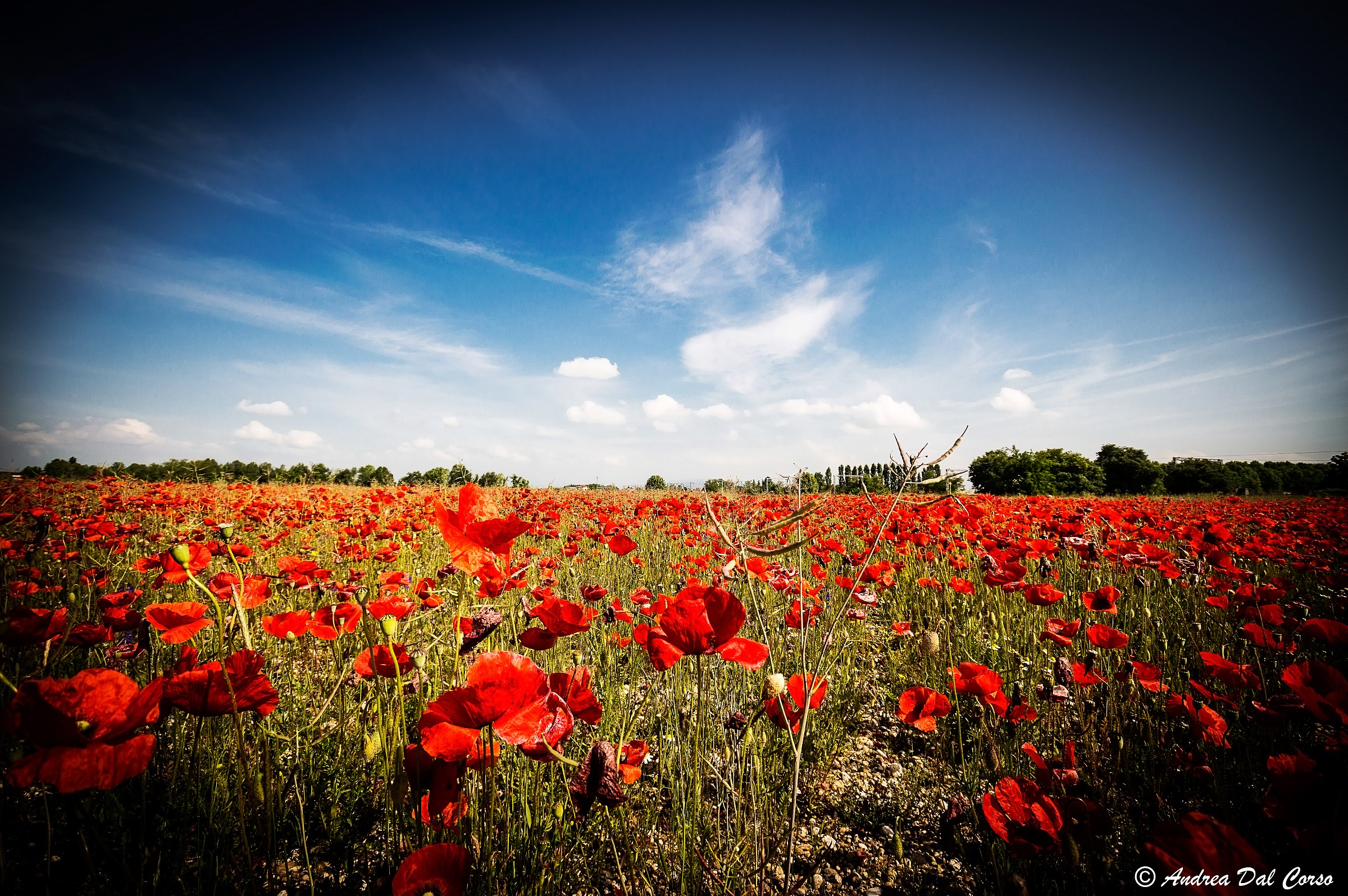 Campo di papaveri