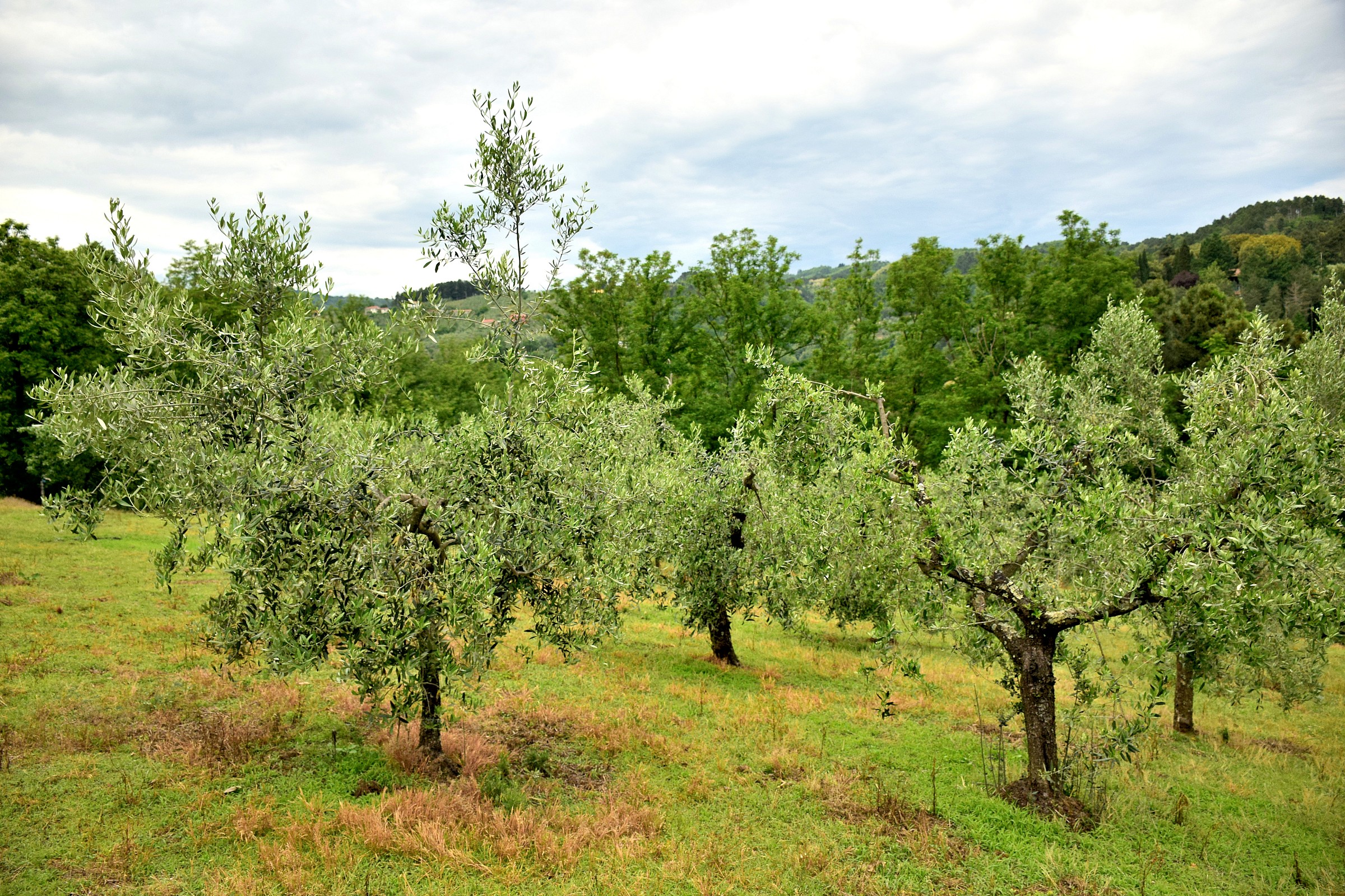 Olives under the "castle"