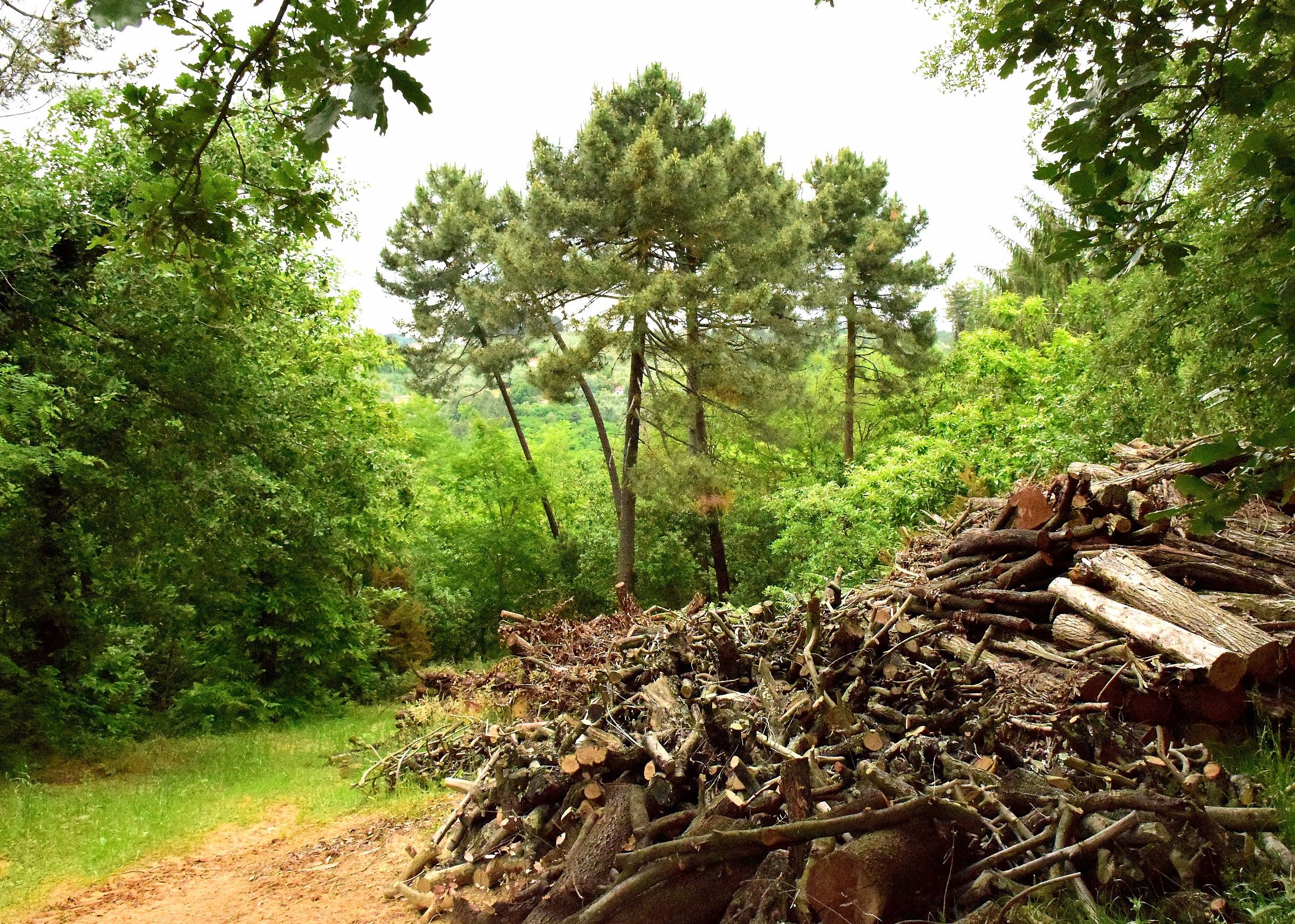 Bosco di Pian del Santo
