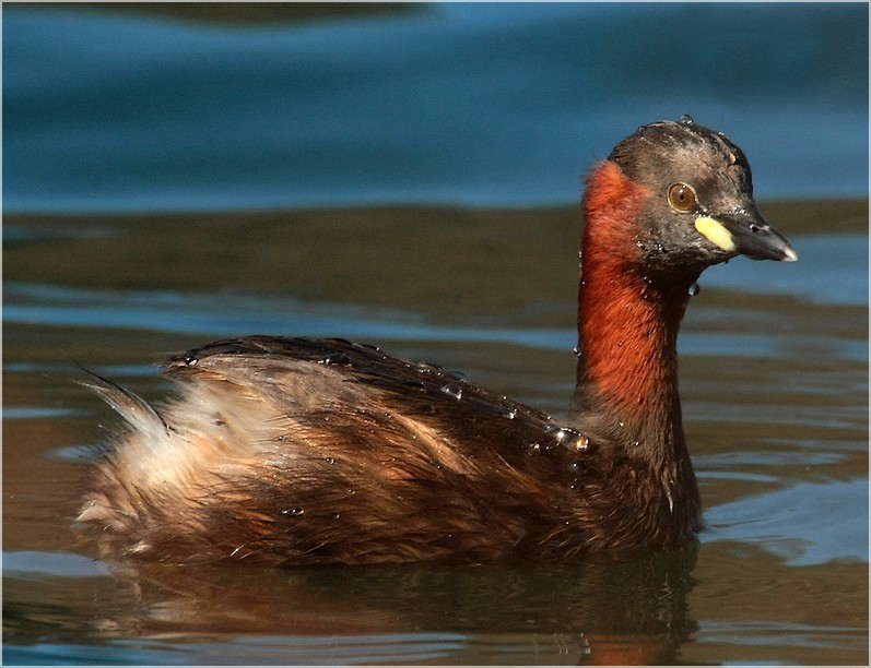 tuffetto ,, canon  300 mm, 2,8