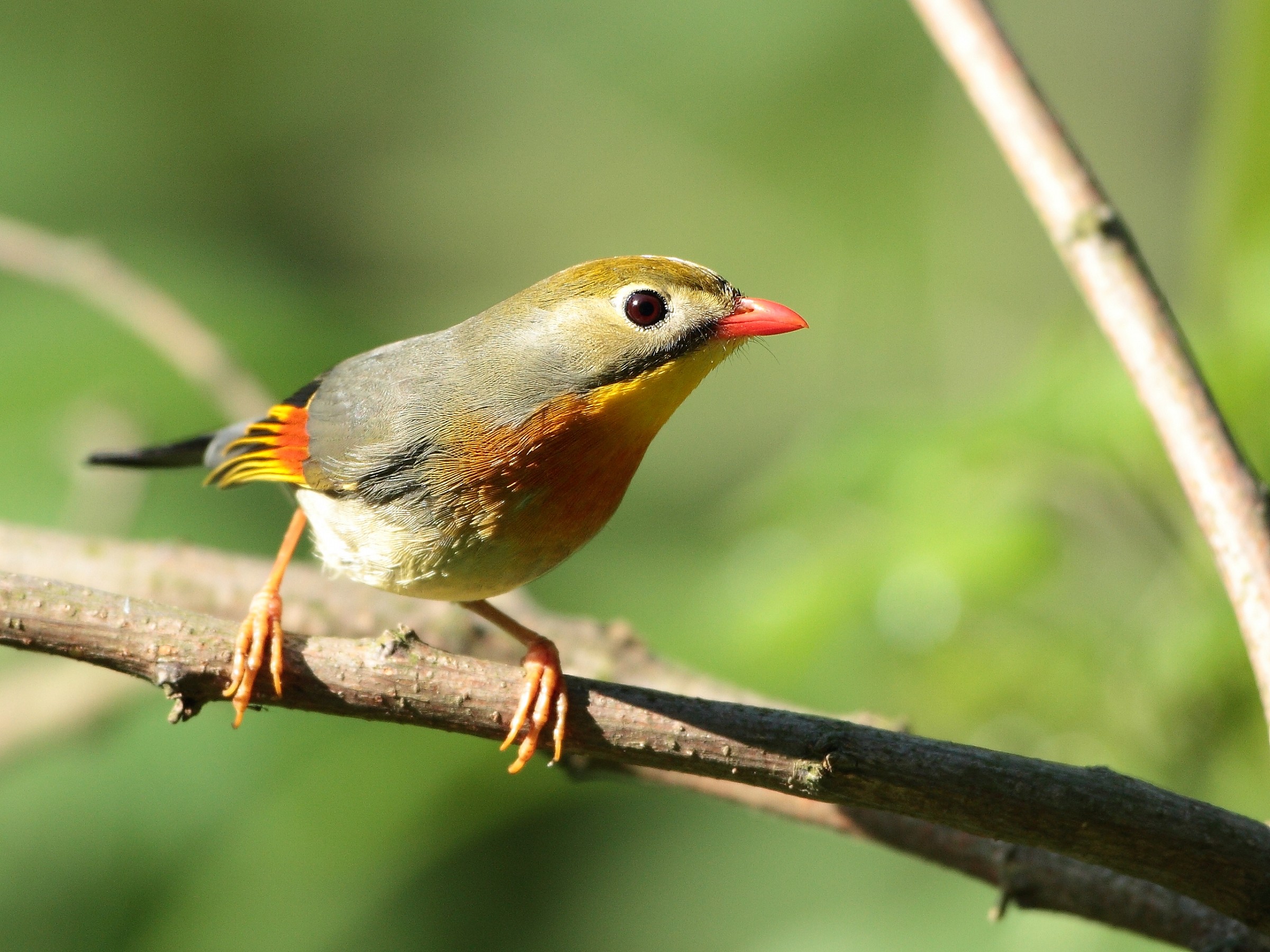 Usignolo del Giappone