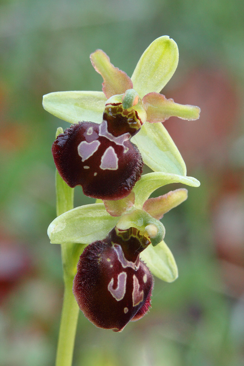Ophrys Sphegodes (?)