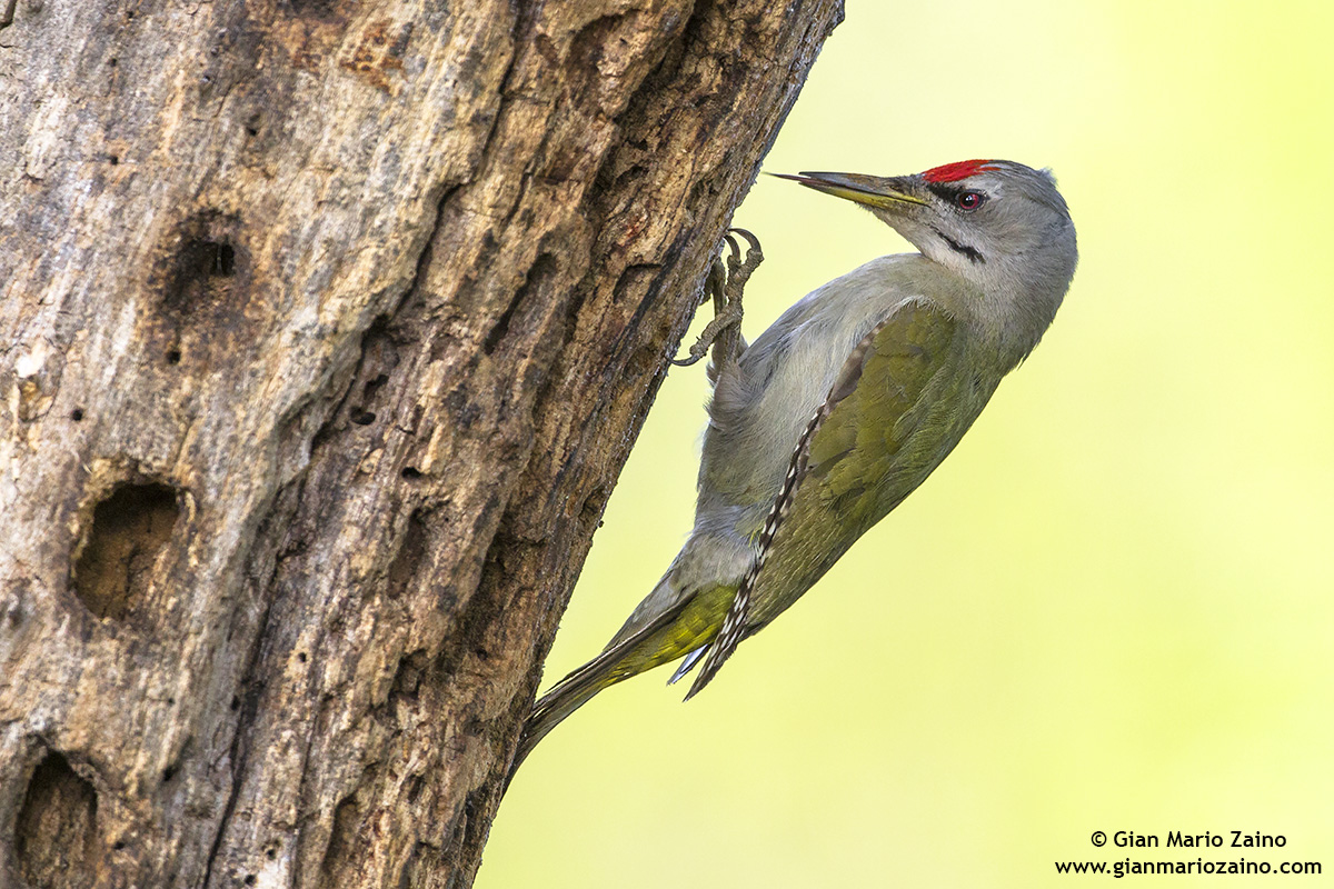 Picus canus / Picchio cenerino