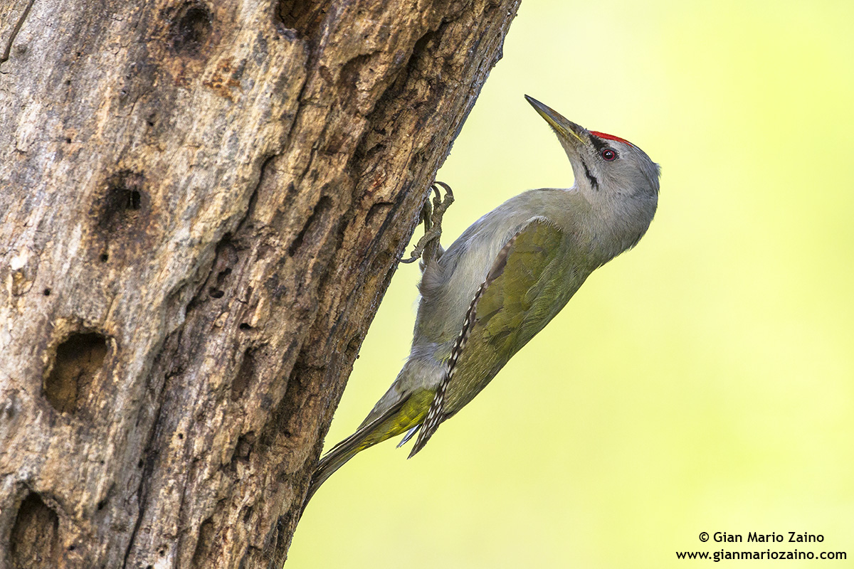 Picus canus / Picchio cenerino