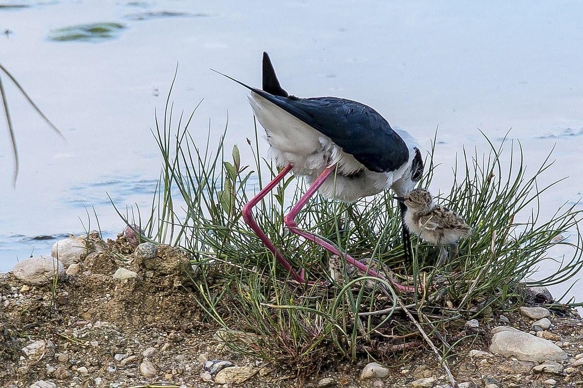 Pullo di Cavaliere d'Italia