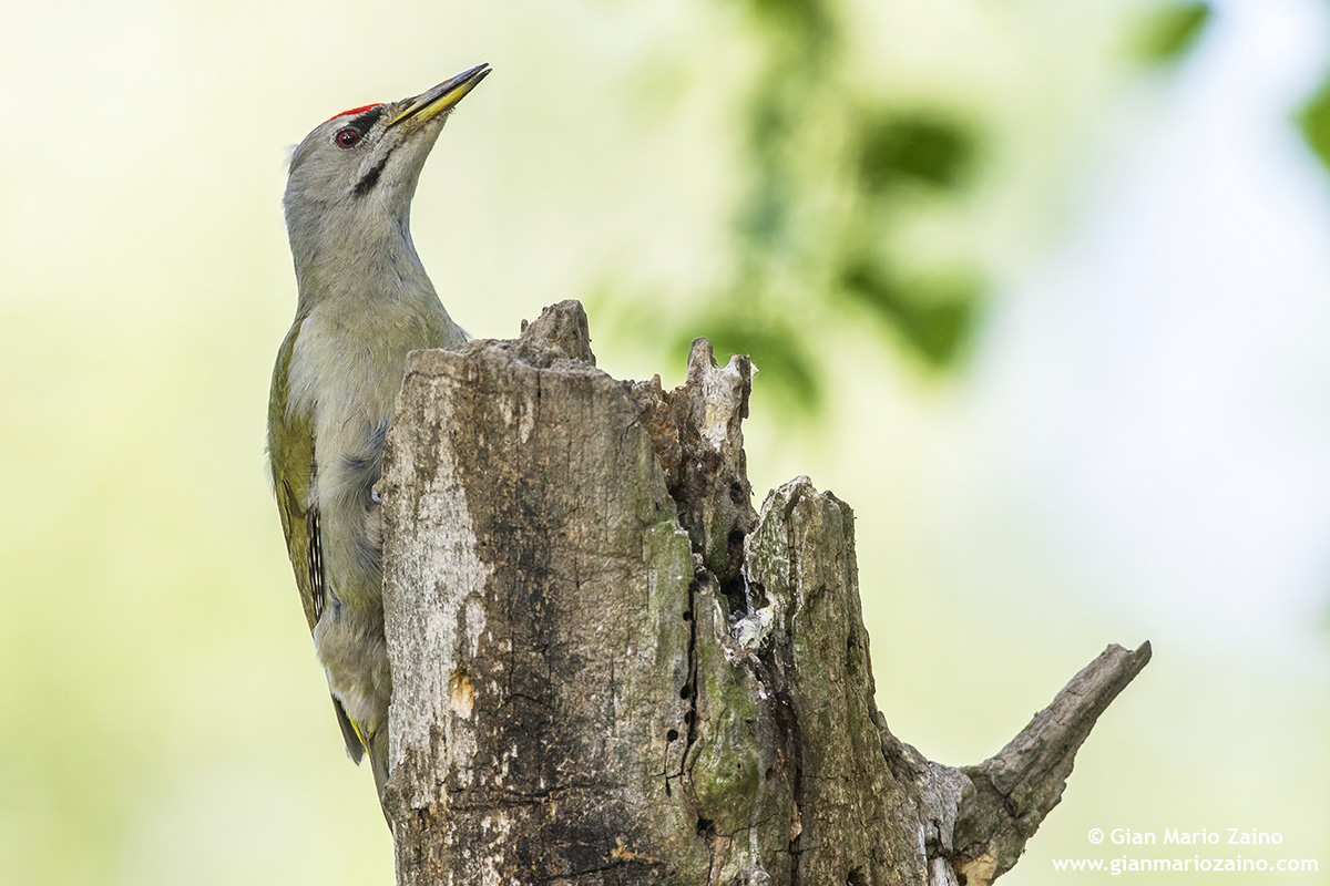 Picus canus / Picchio cenerino