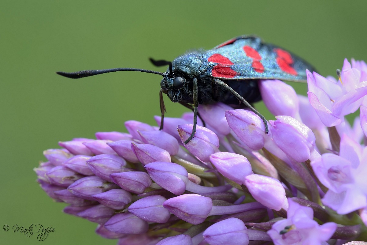 Zygaena filipendulae