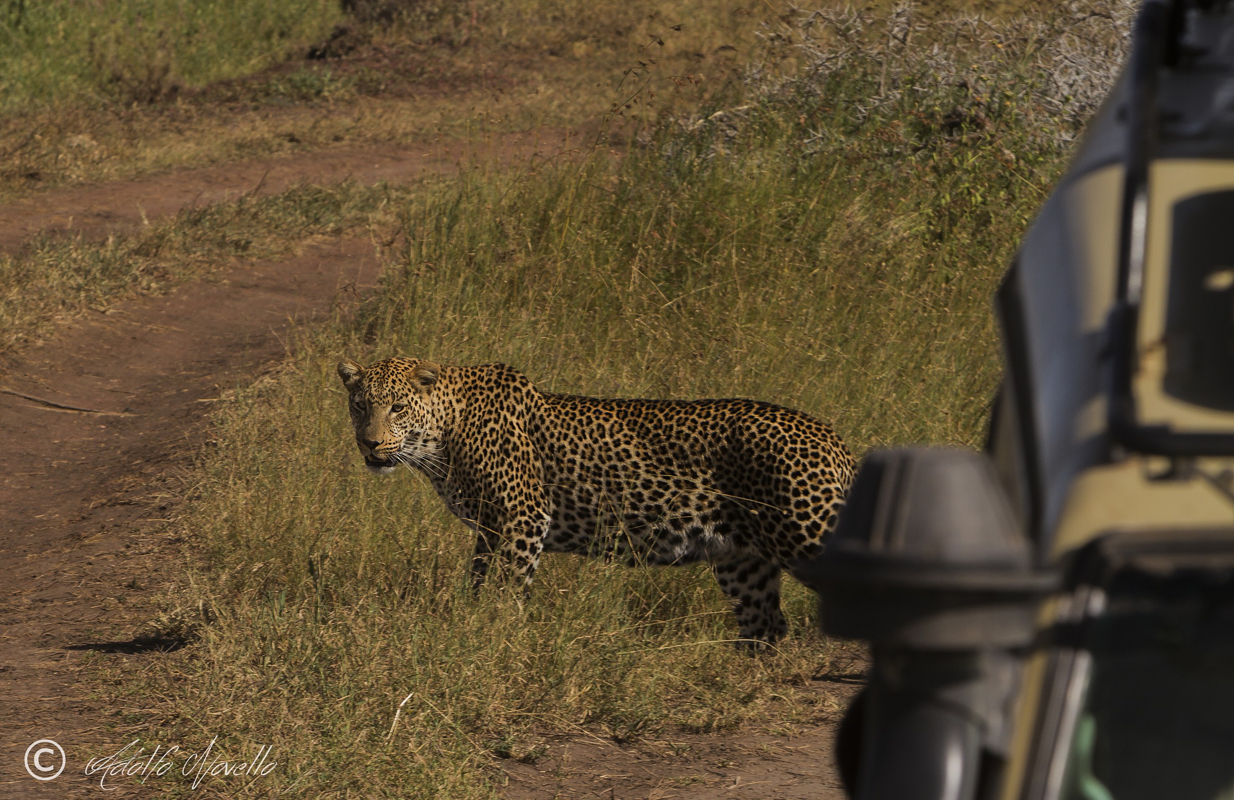 Impossibile passare inosservato