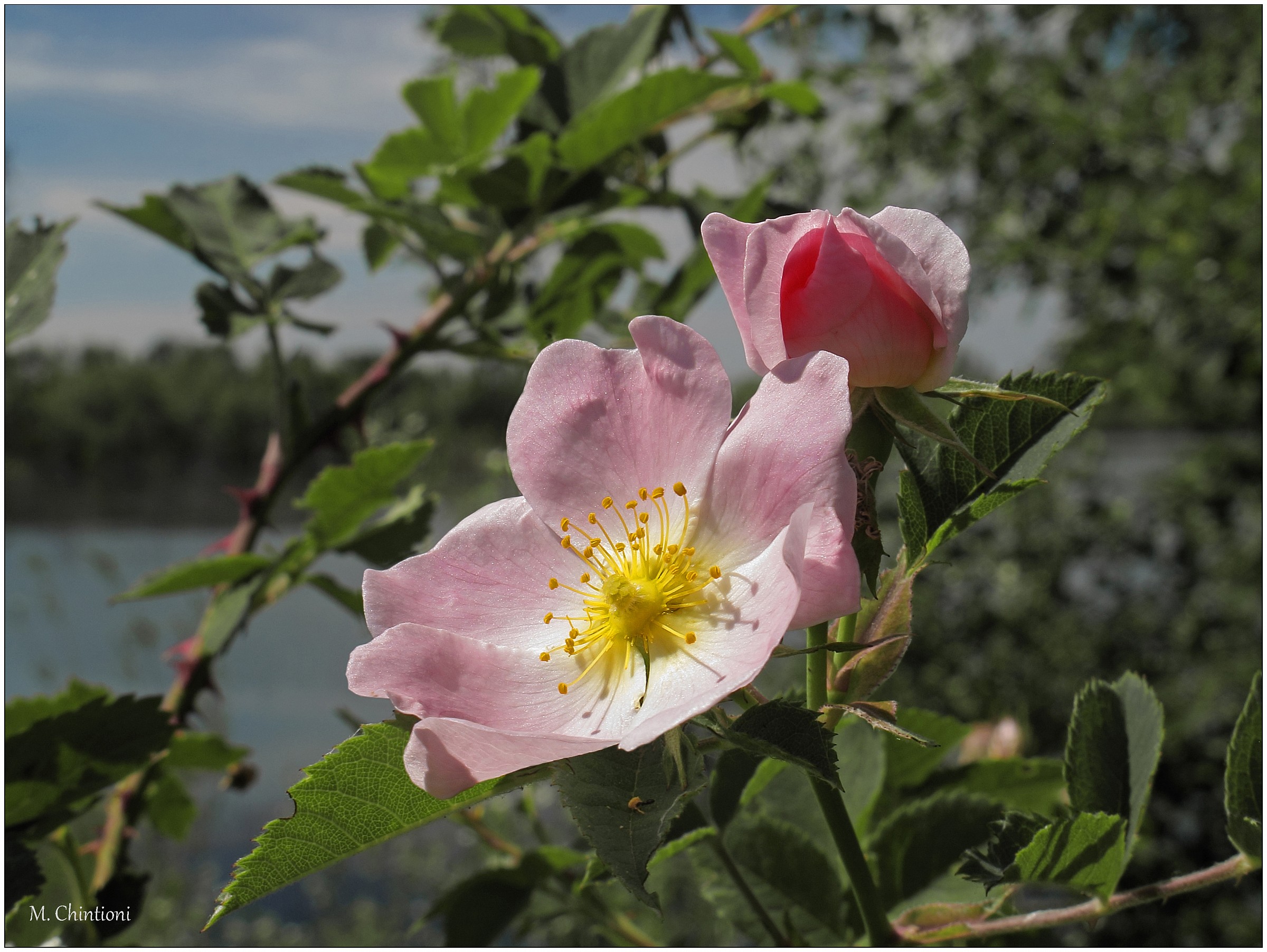 ... Rosa Canina