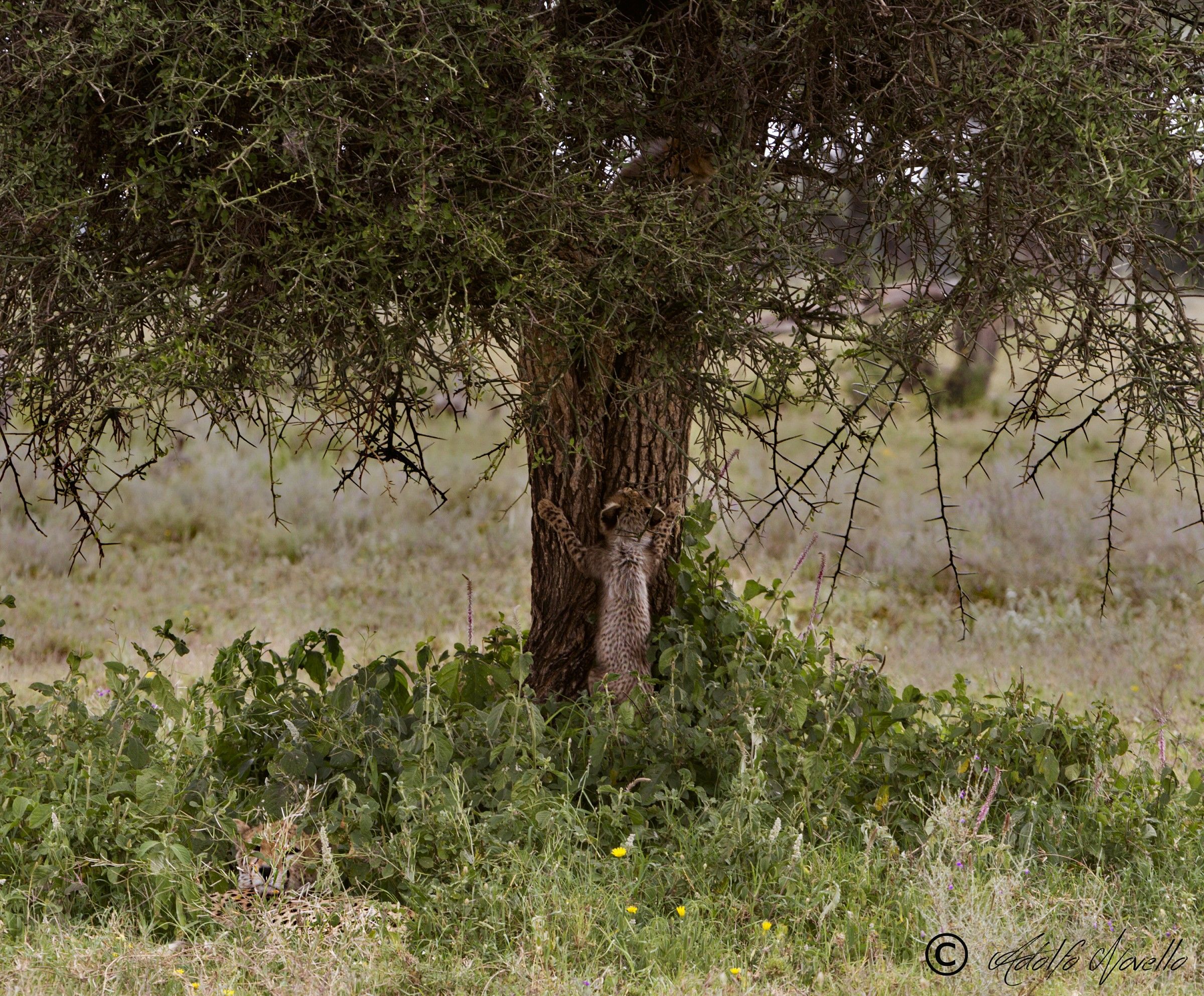 Voglio salire anch'io!