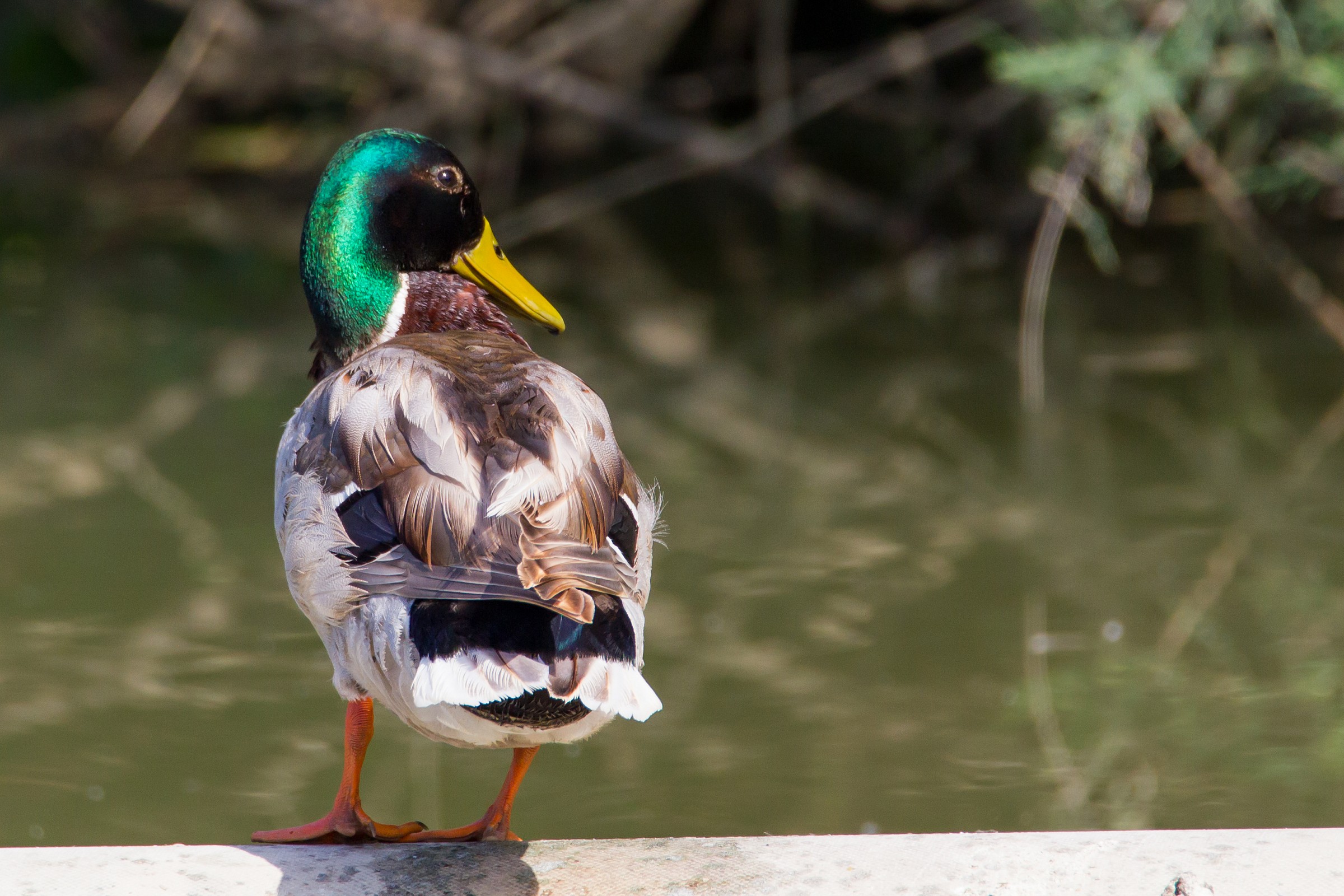 Mallard