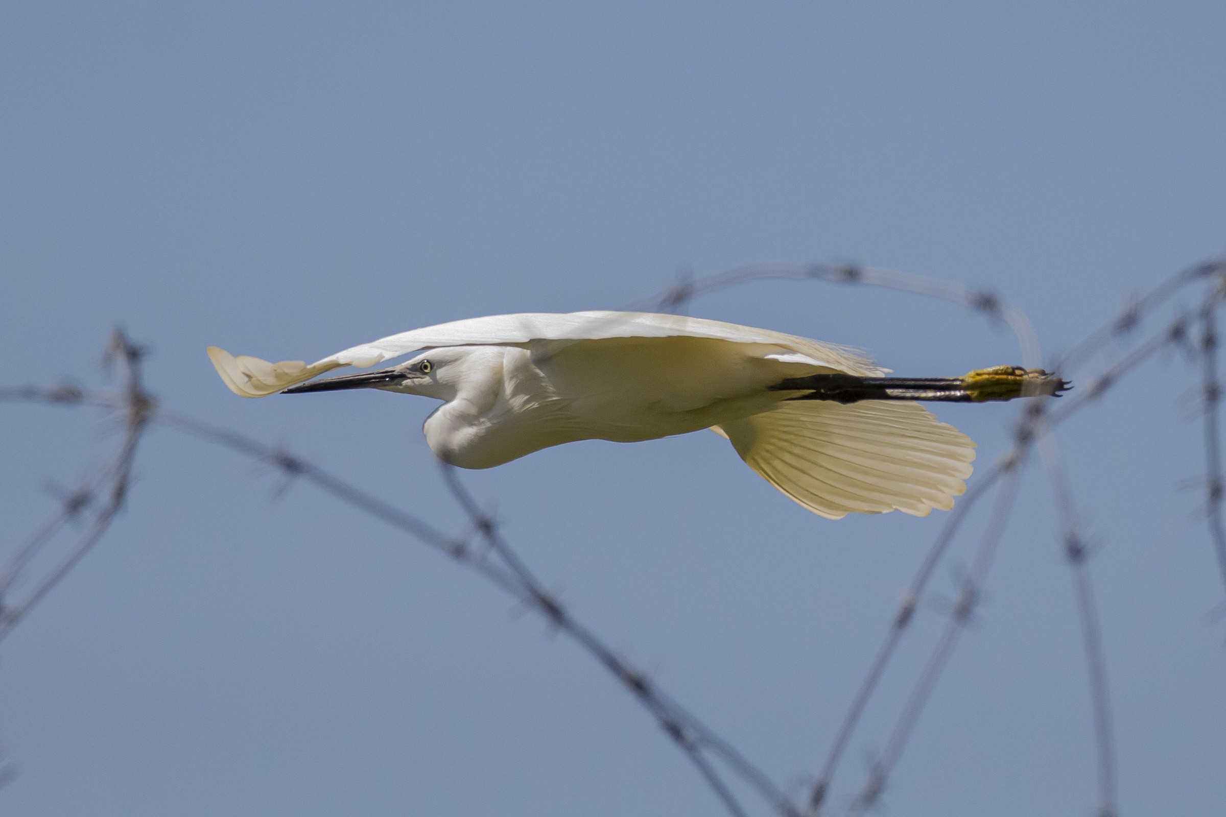 egret over the barbed wire