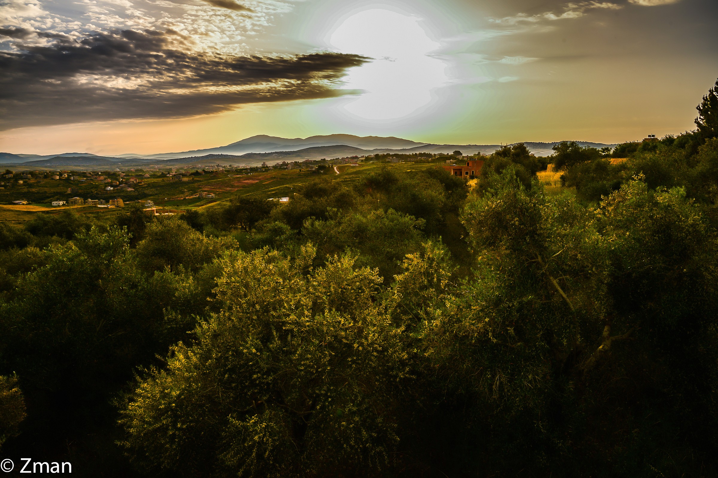 Sunrise and Olive Field