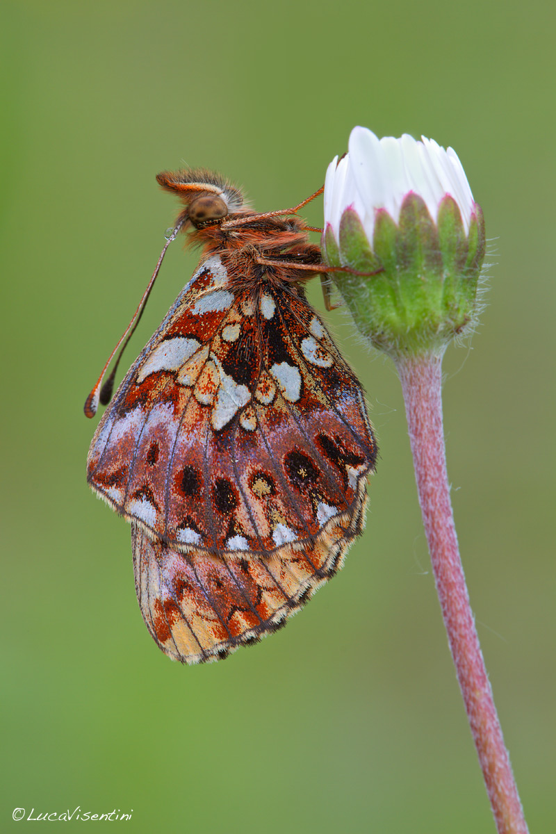 Boloria give