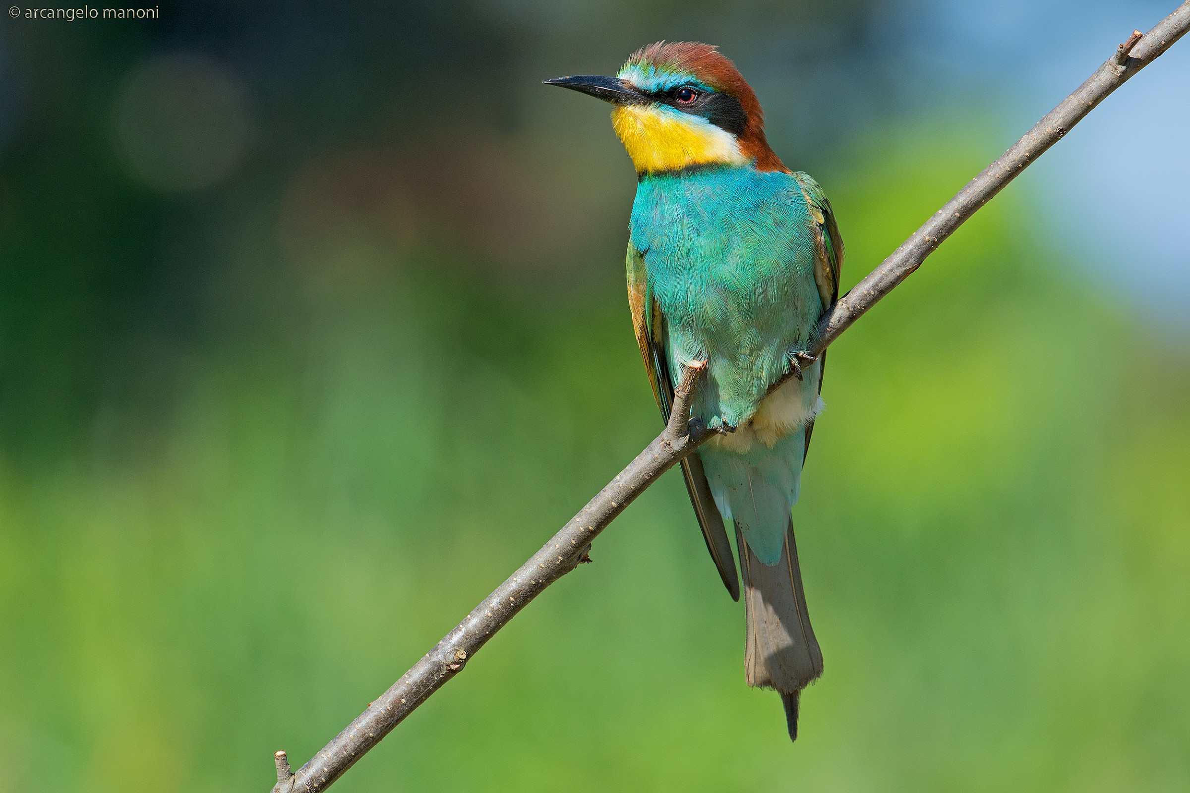 In attesa del compagno