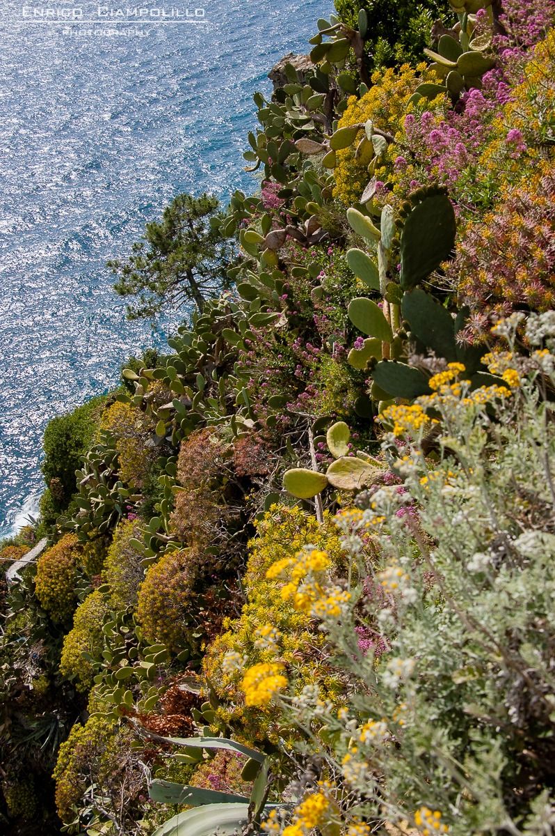 Vegetazione mediterranea