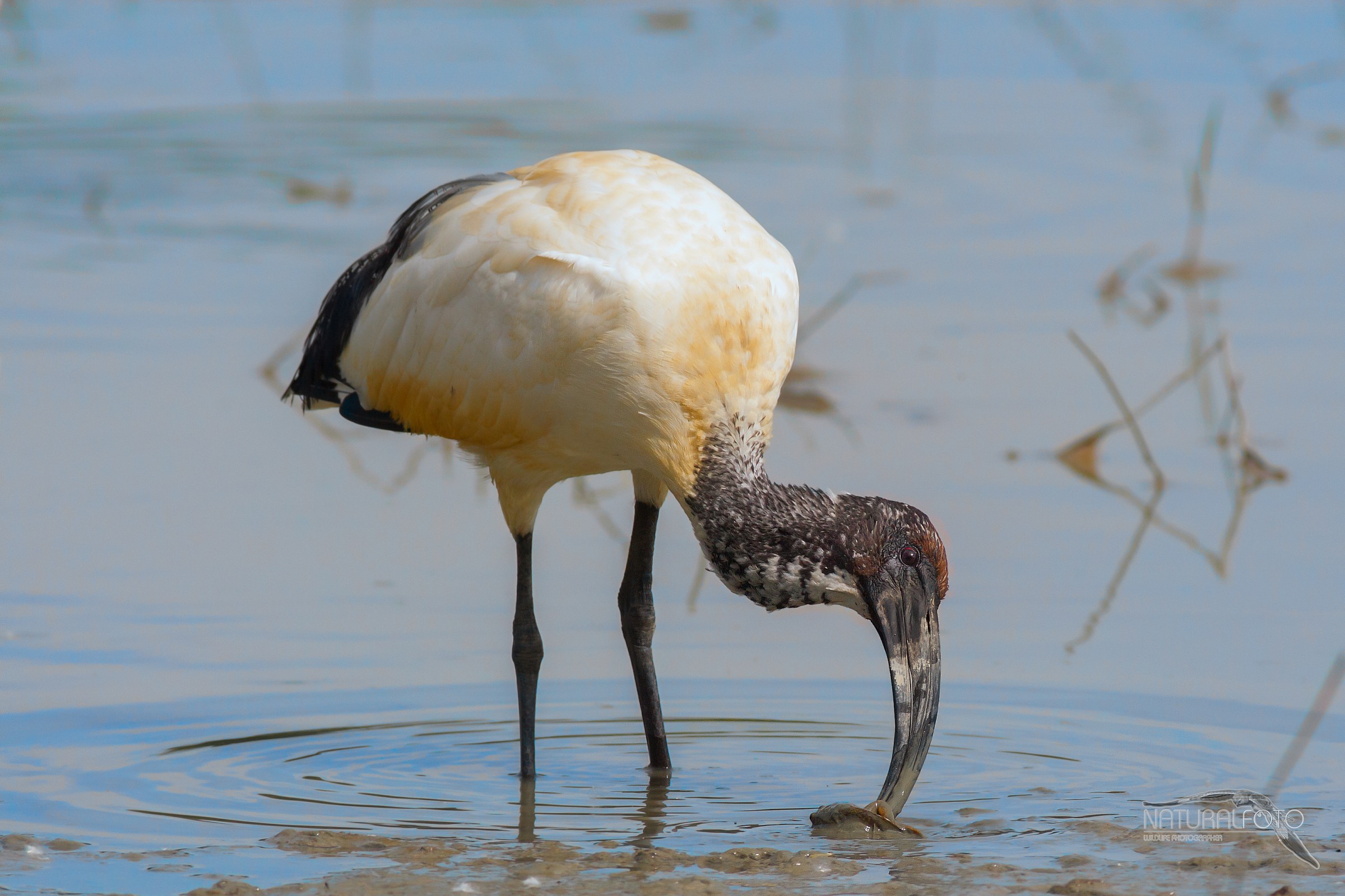 Sacred Ibis