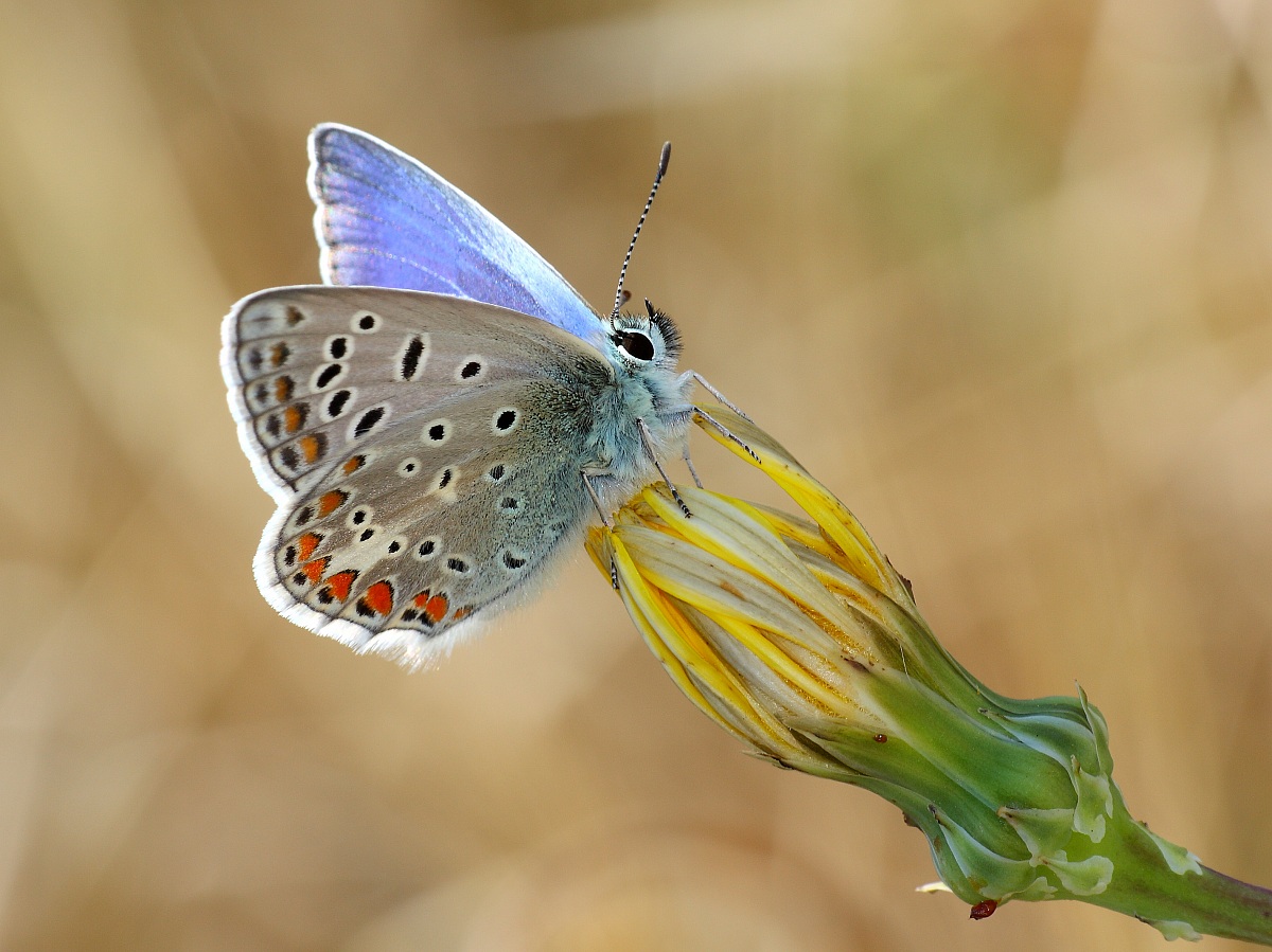 Polyommatus icarus (Licenidae)