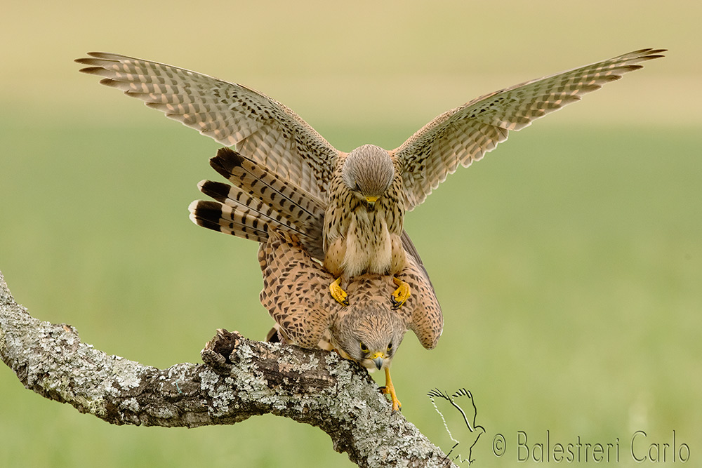 Kestrel in love
