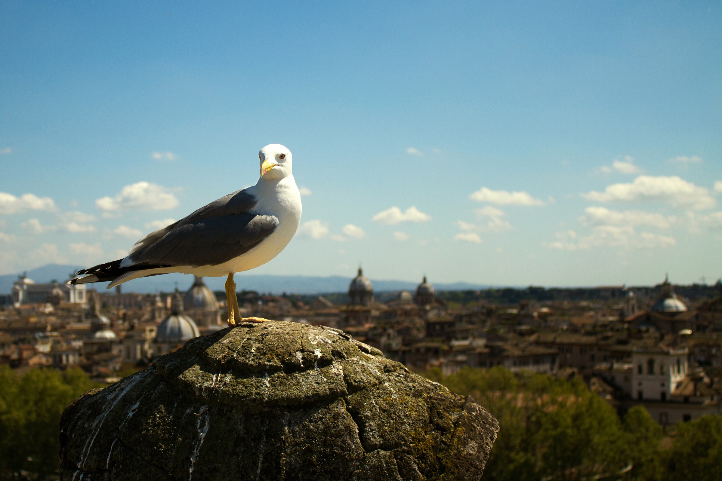 A seagull in Rome