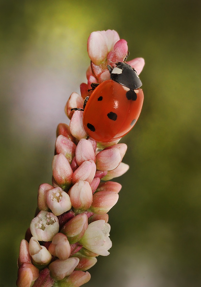 Ladybug