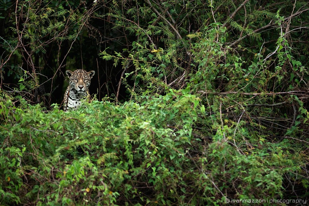 Lo spirito della foresta