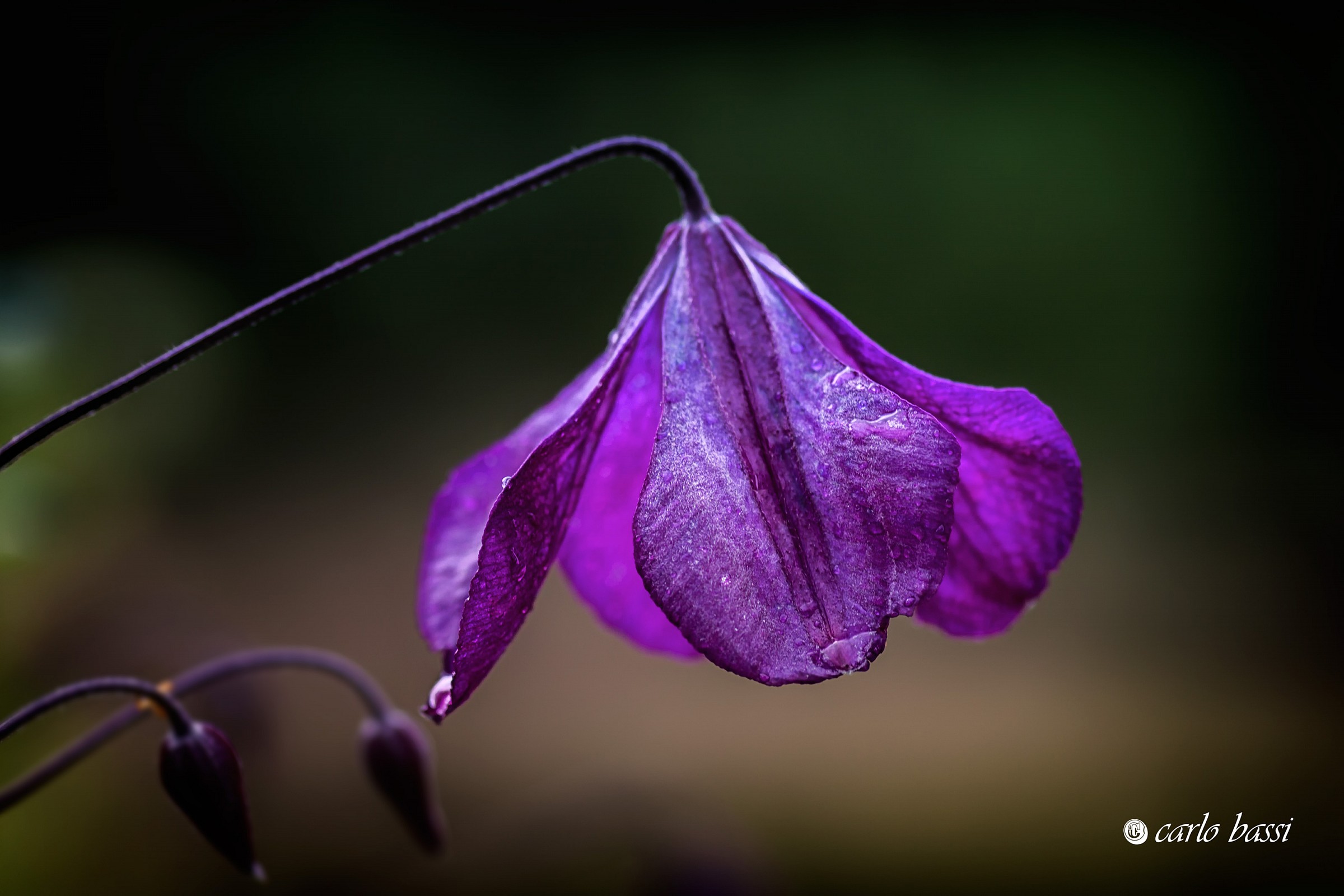 un lampadario... naturale